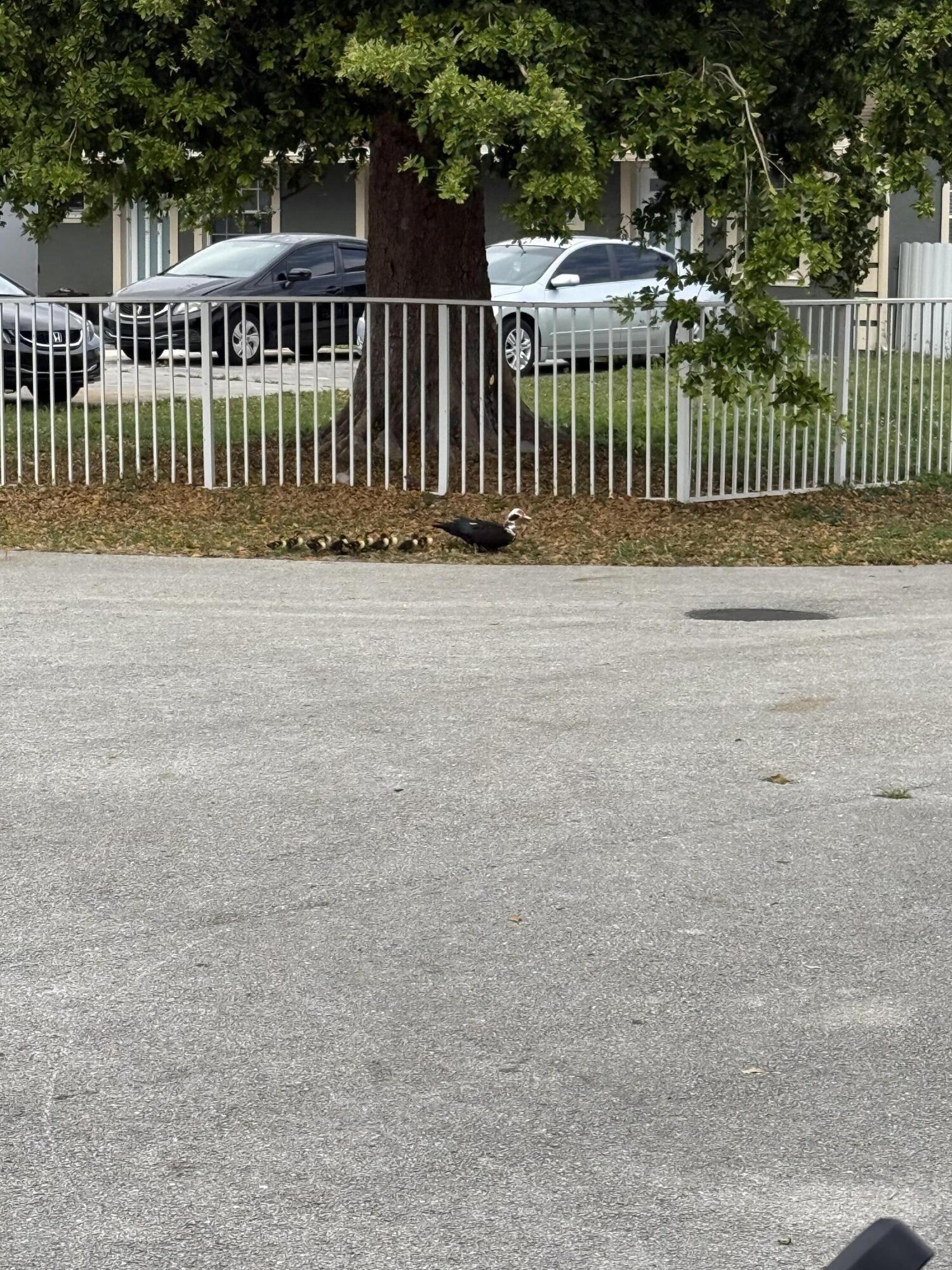 606 Mercury Street, West Palm Beach