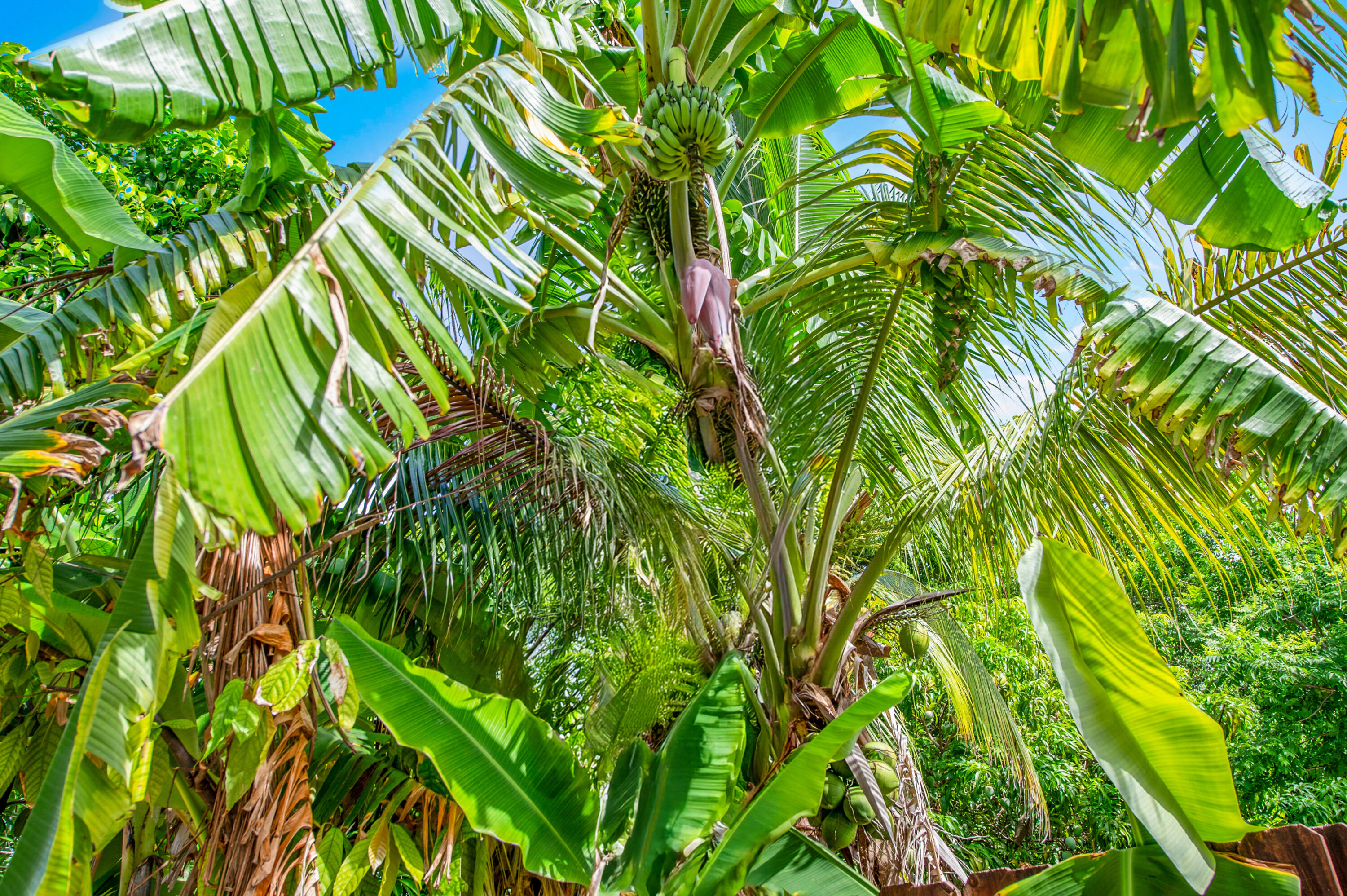 2564 NW 95th Terrace, Coral Springs