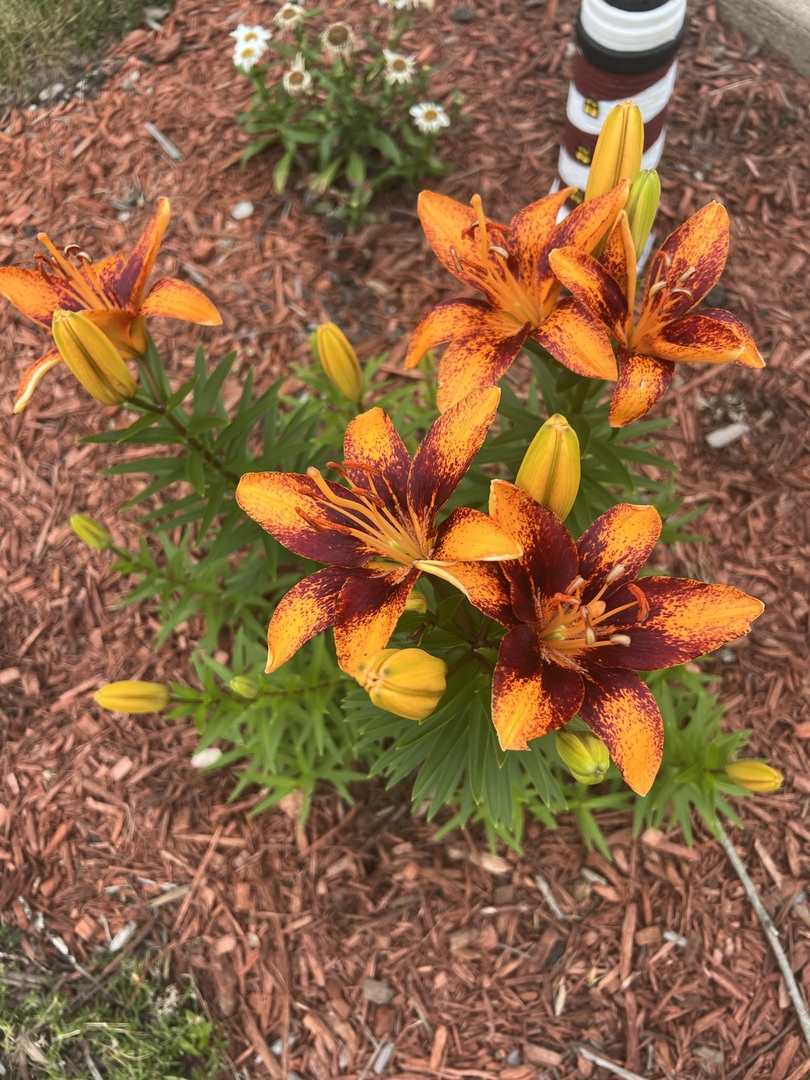 474 Nicole Drive Unit: D