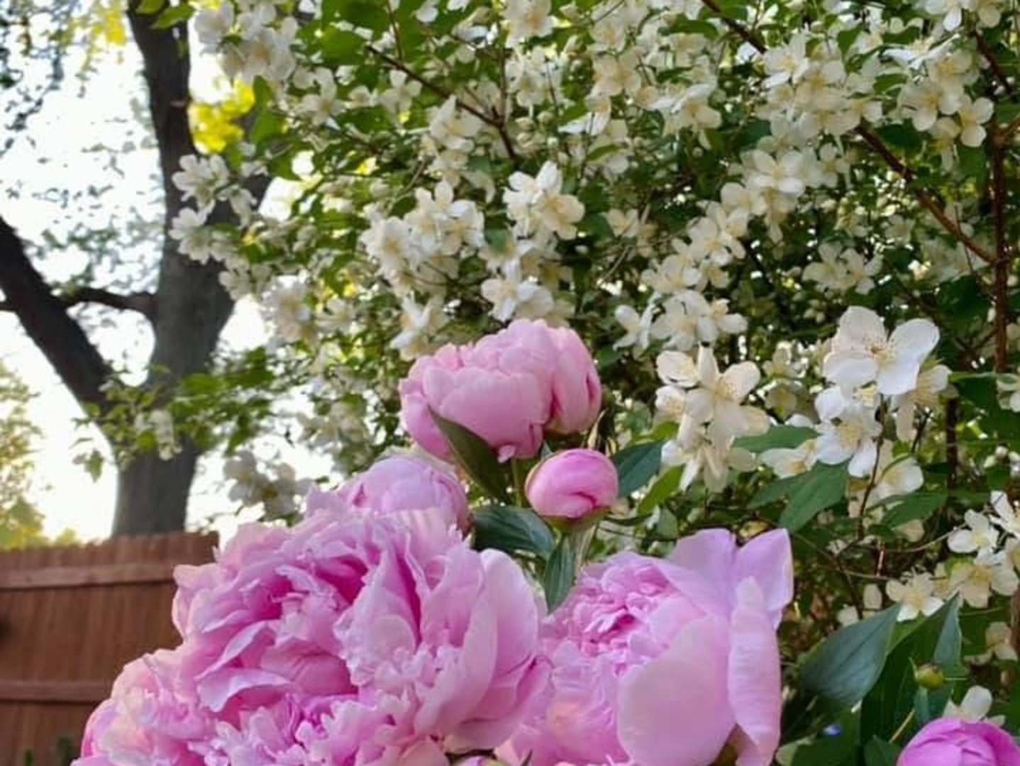 221 Pebble Creek Drive