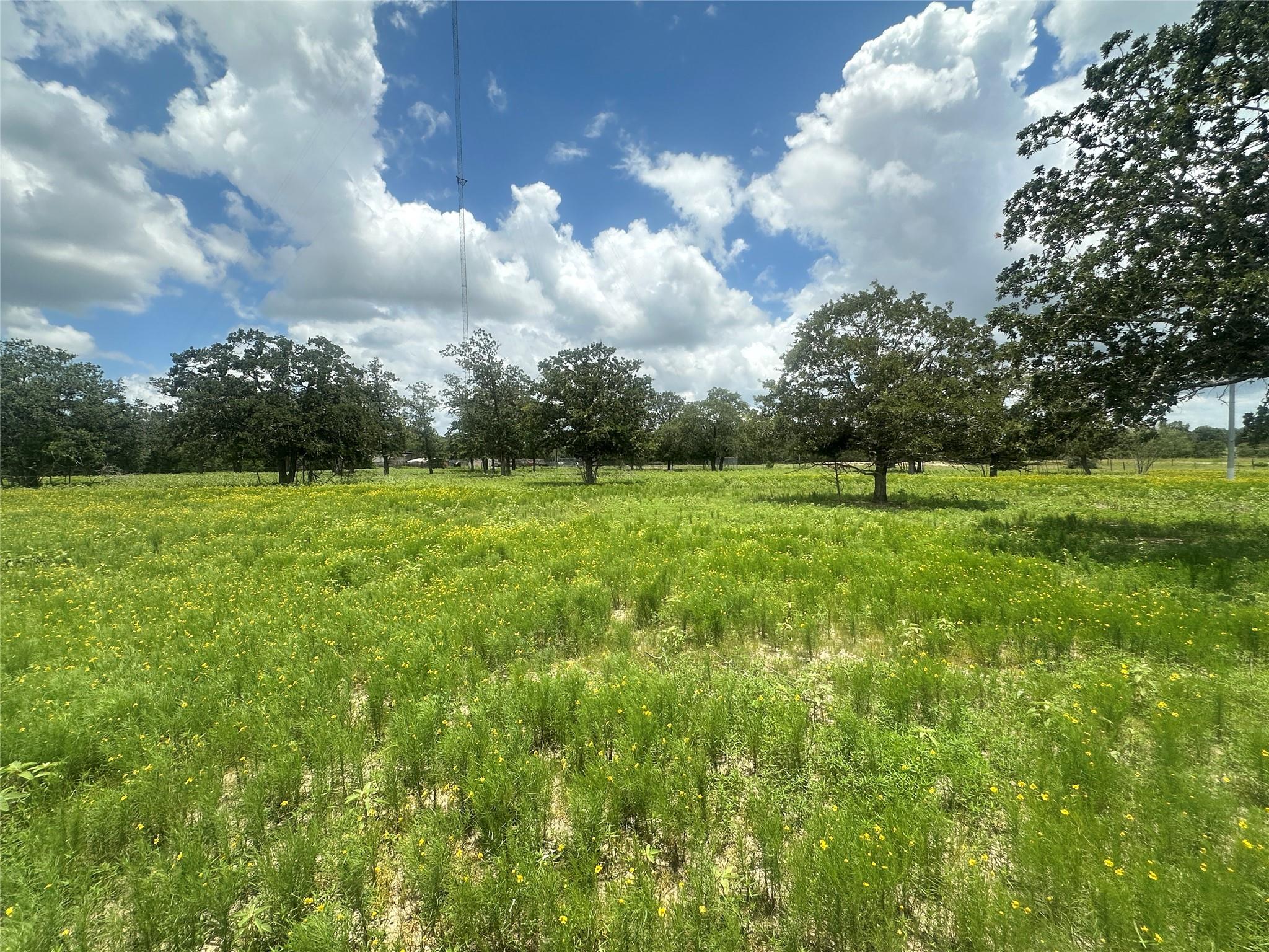 Open grassy property with yellow wildflowers, scattered trees, and a tall communications tower.