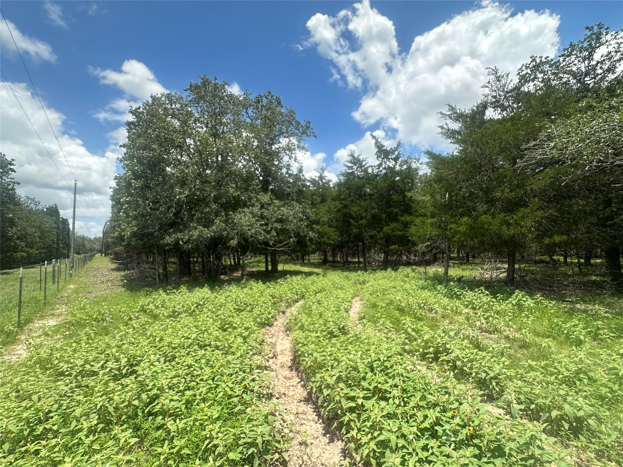 Wooded land with a grassy clearing, dirt track, and fence along the left side.