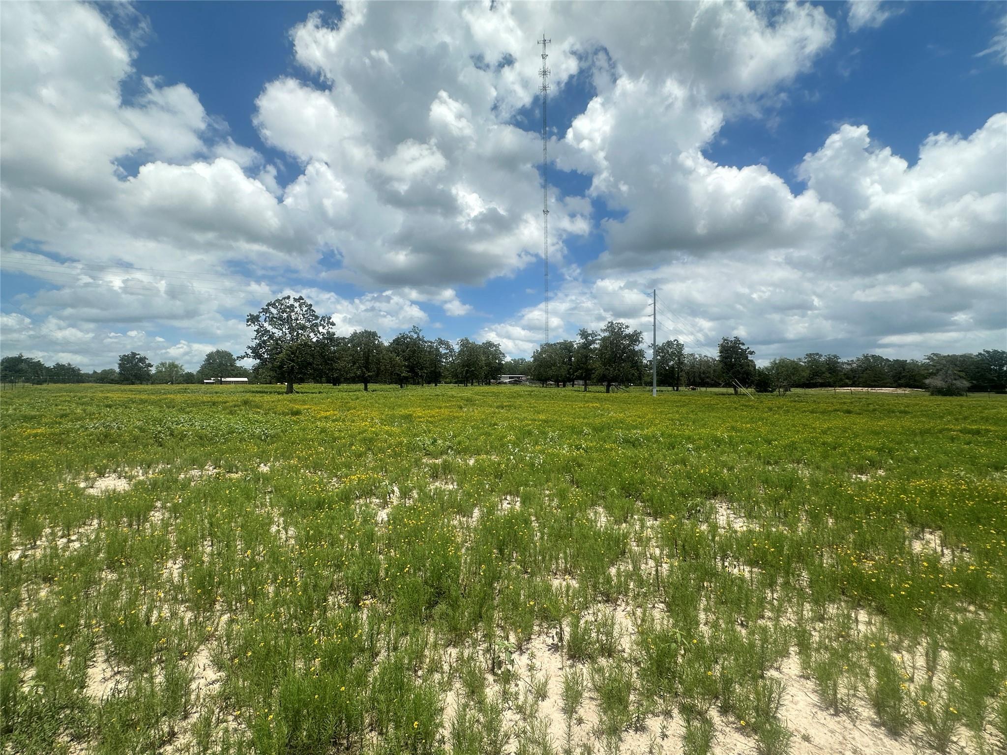 Open grassy land with wildflowers, scattered trees, sandy soil, and a tall communications tower.