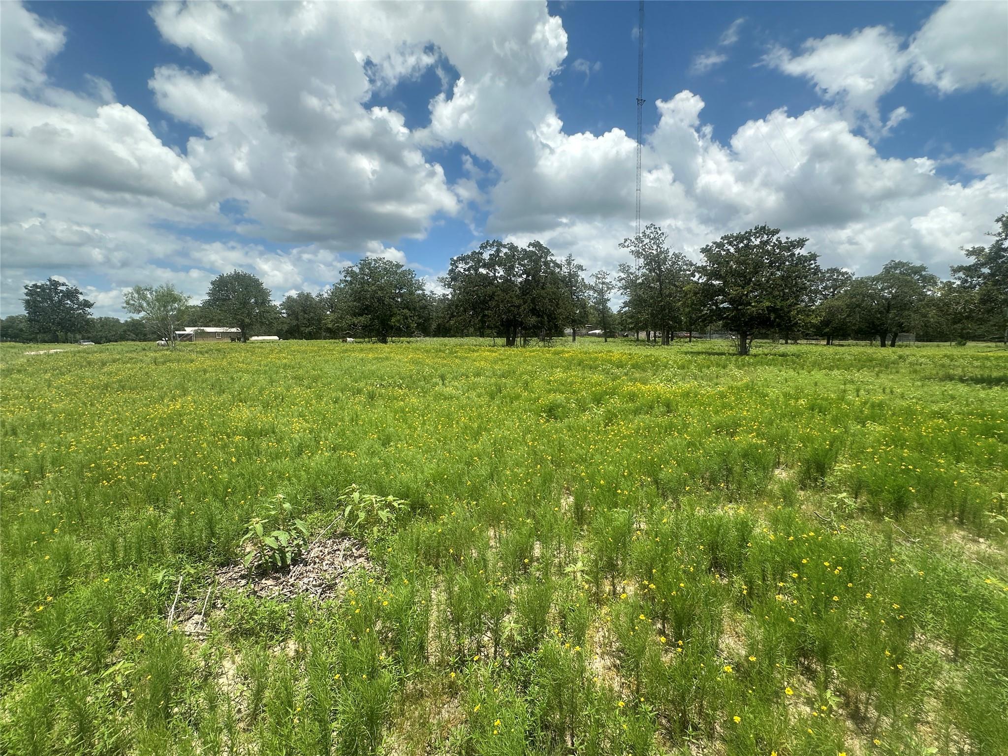 Open grassy property with yellow wildflowers, scattered trees, and small distant structures.
