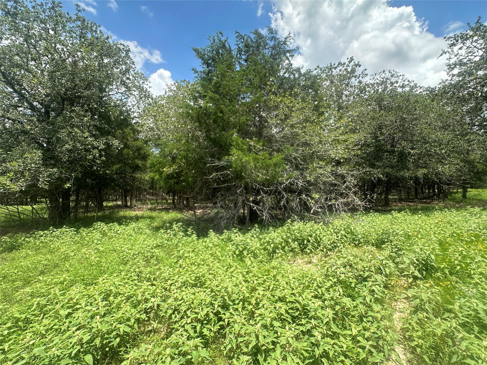 Wooded property with dense green ground cover and a clearing among mature trees.