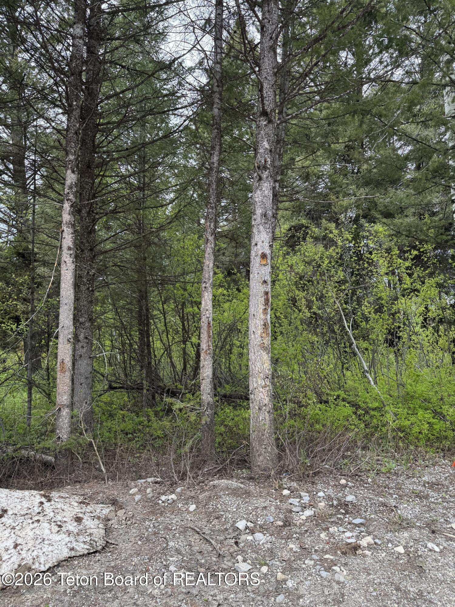 241 SPURWOOD Drive