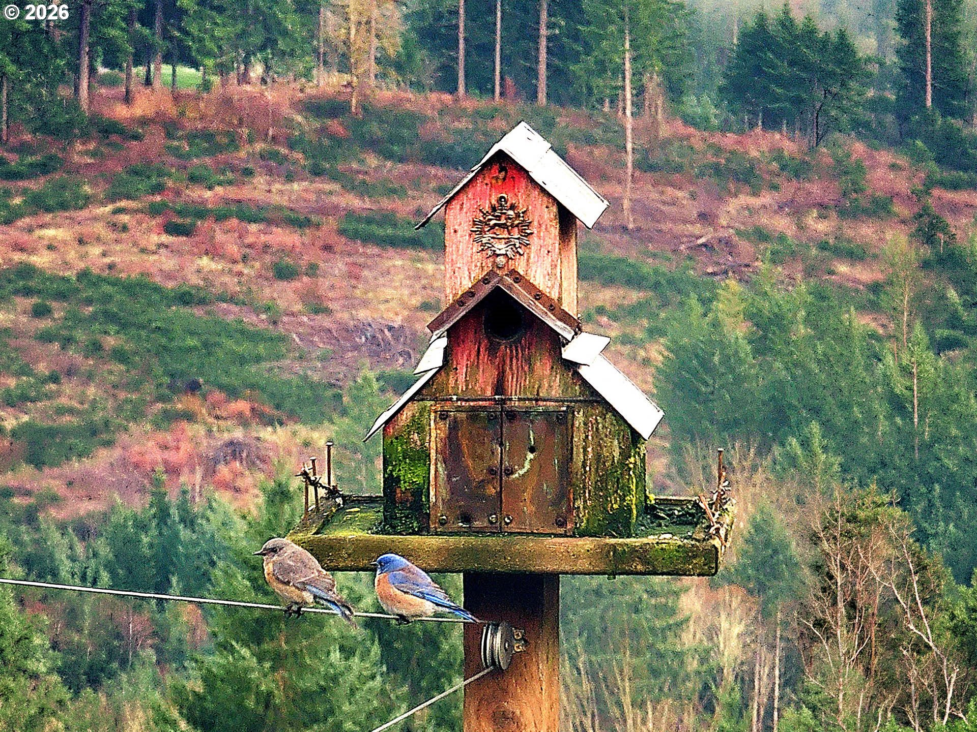 45045 NW ELK MOUNTAIN RD