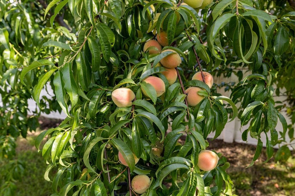 1311 LITTLE SORREL DR