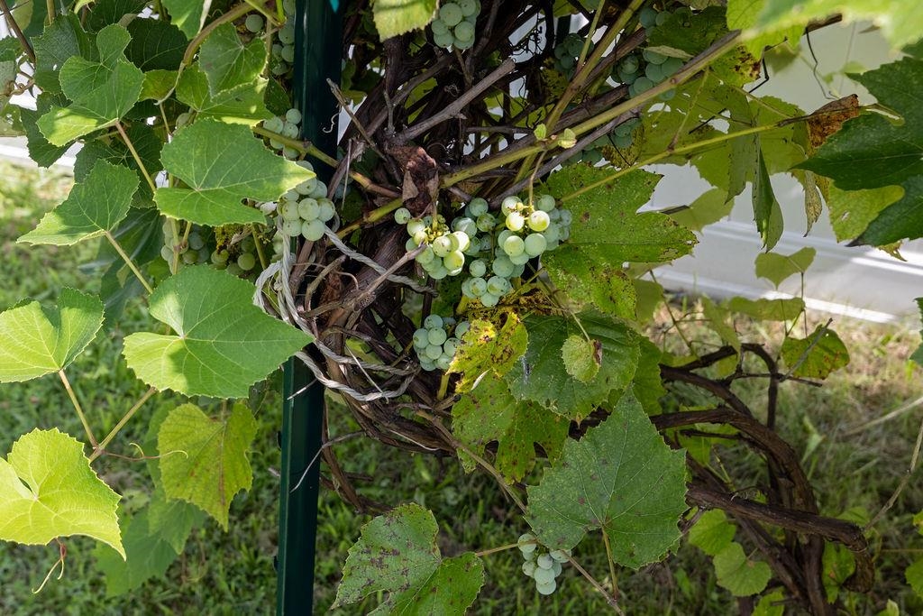 1311 LITTLE SORREL DR