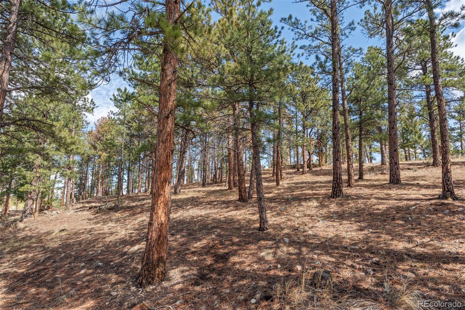442 Ruby Forest Trail