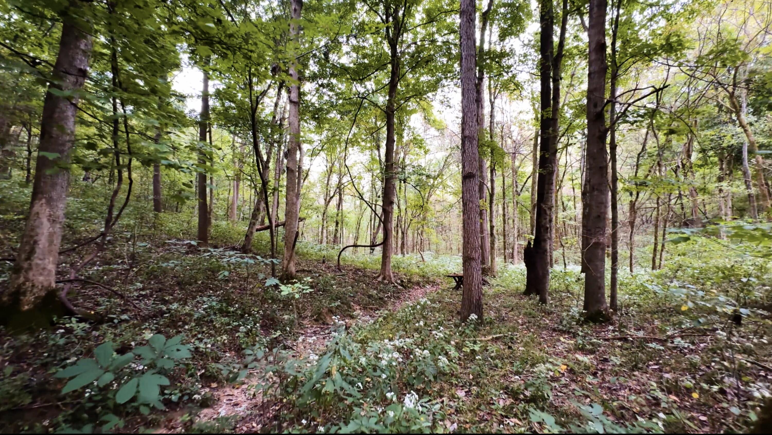 121 Forest Drive