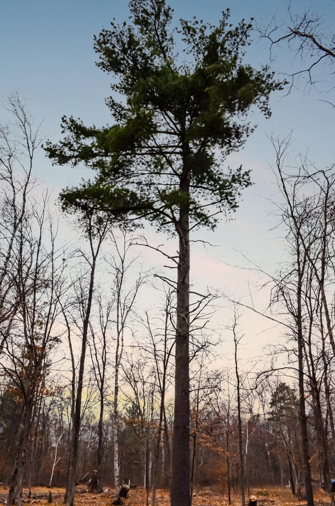 26753 Fawn Forest Road