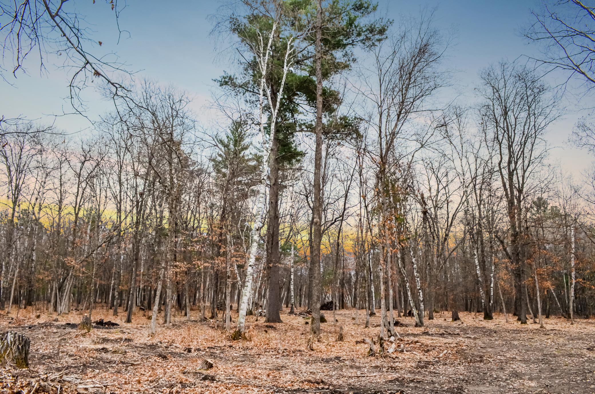 26753 Fawn Forest Road