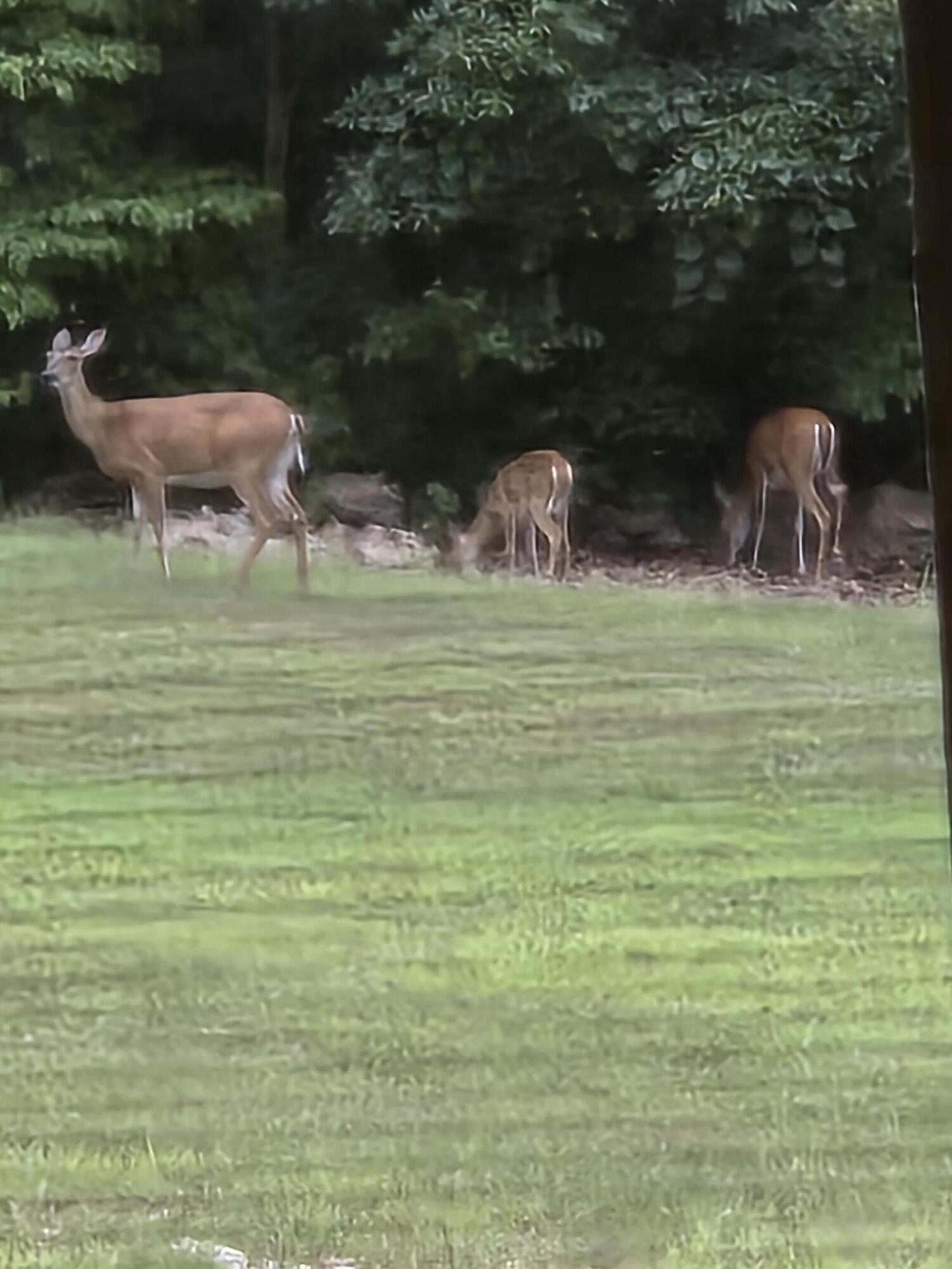 53 Veazey Drive