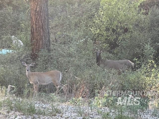 70 Castle Mountain Dr