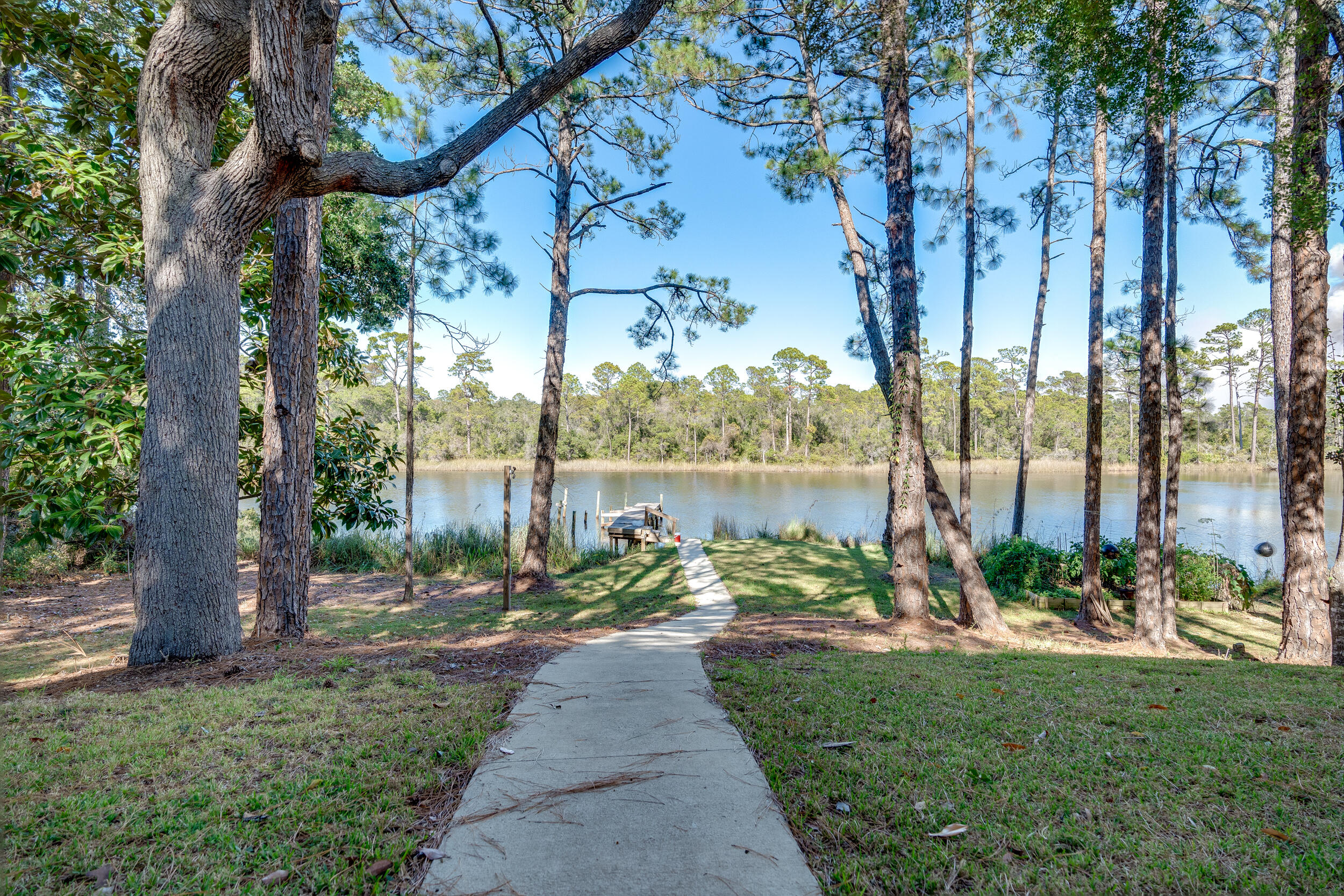 Waterfront yard with a path leading between pine trees to a small dock.
