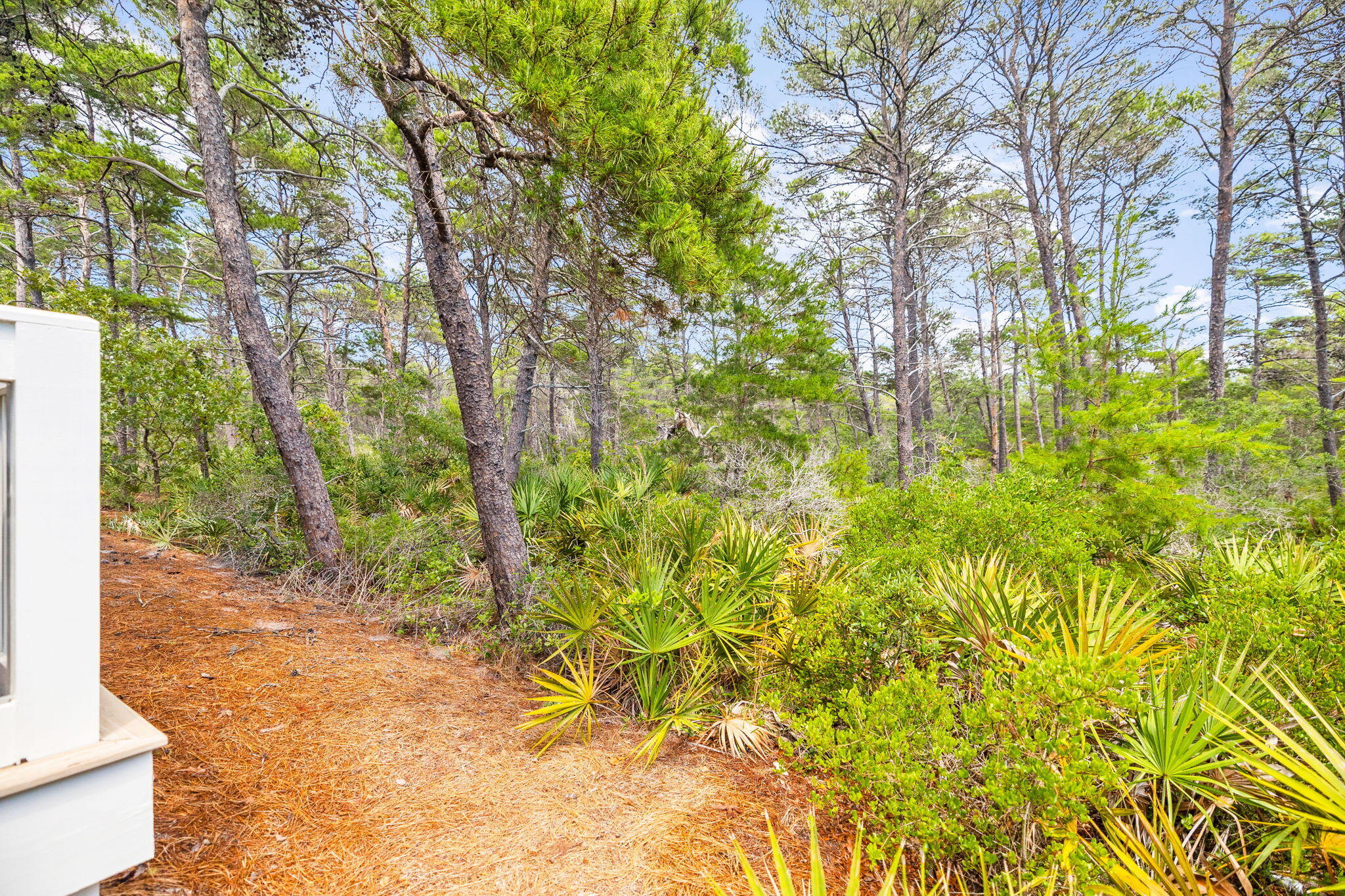 Wooded yard beside a white building, with pine trees, palmettos, and a pine-needle-covered path.