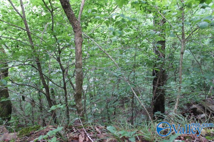 3.0 Acres County Road 604