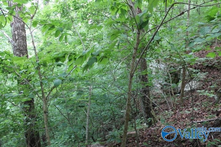 3.0 Acres County Road 604