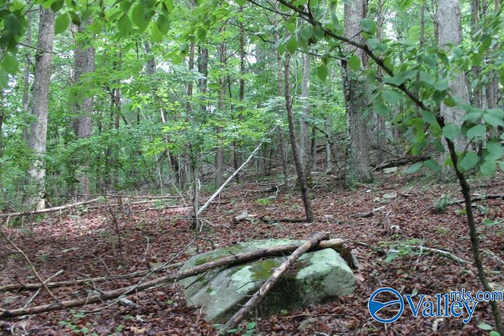 3.0 Acres County Road 604