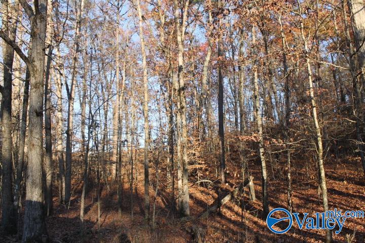 Lot 11 County Road 596