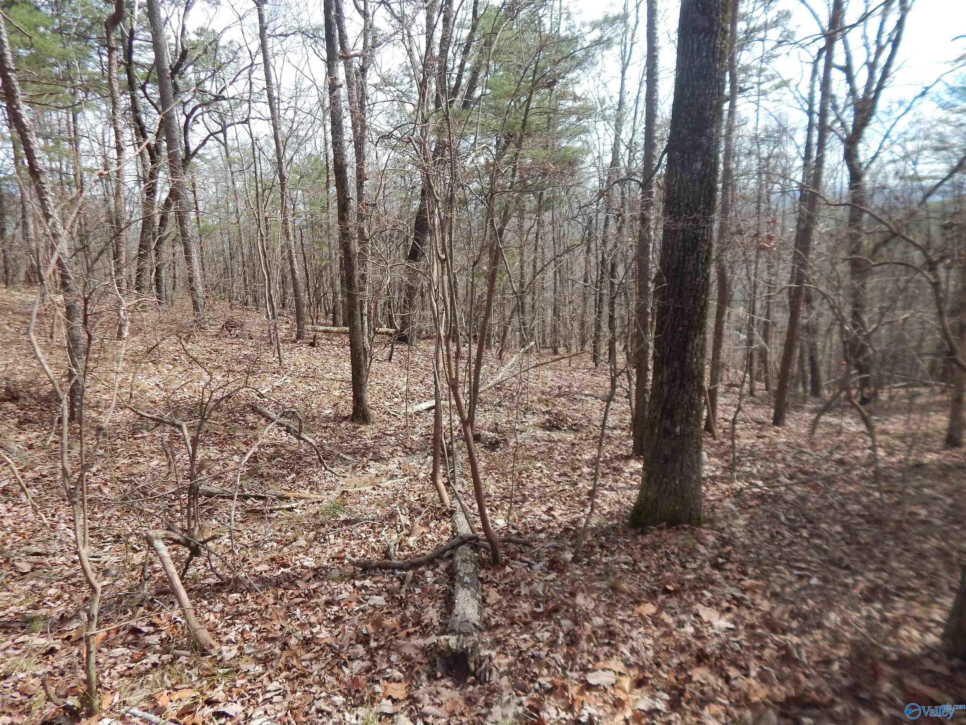 Lot 9 County Road 844