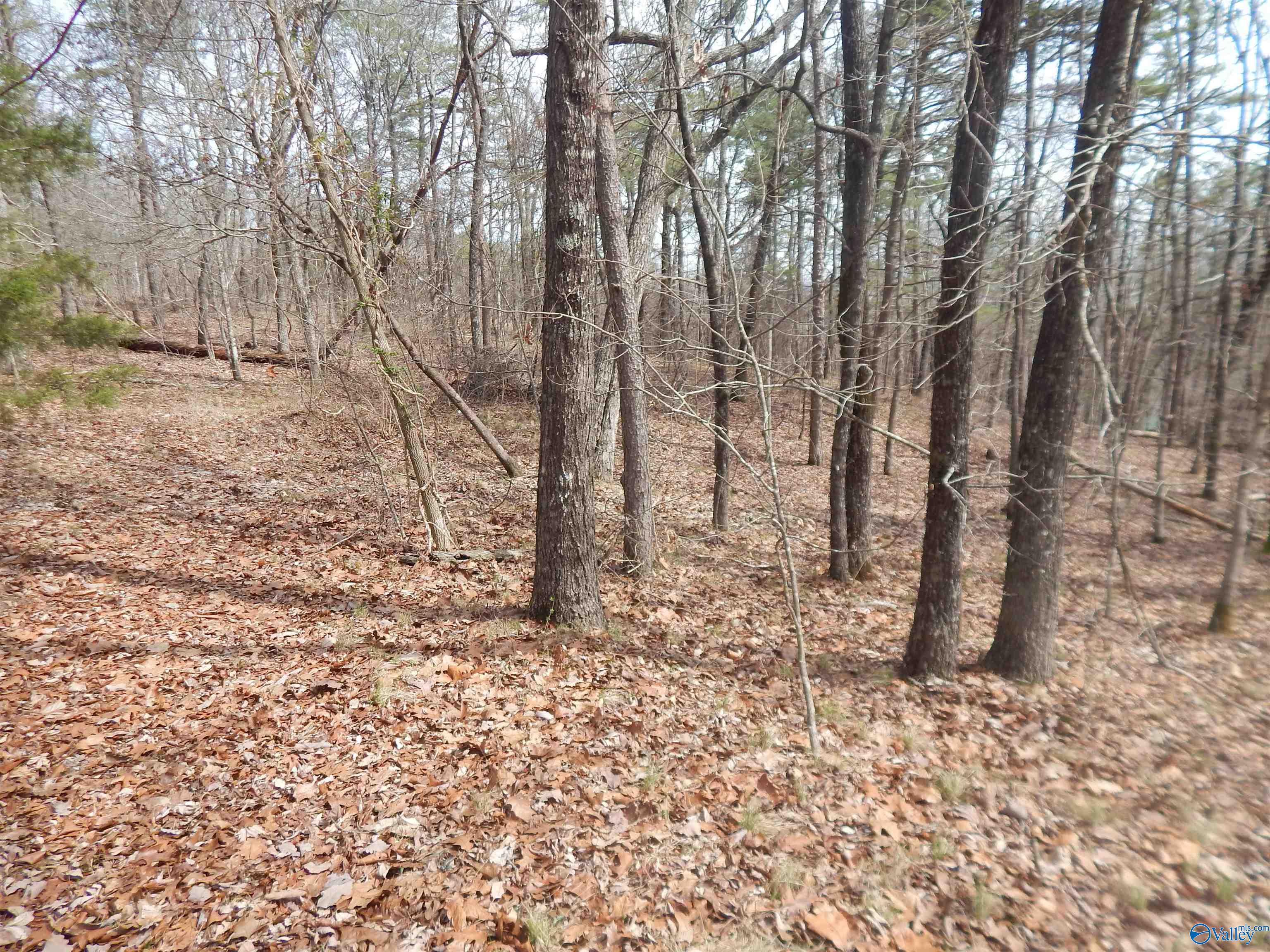 Lot 9 County Road 844