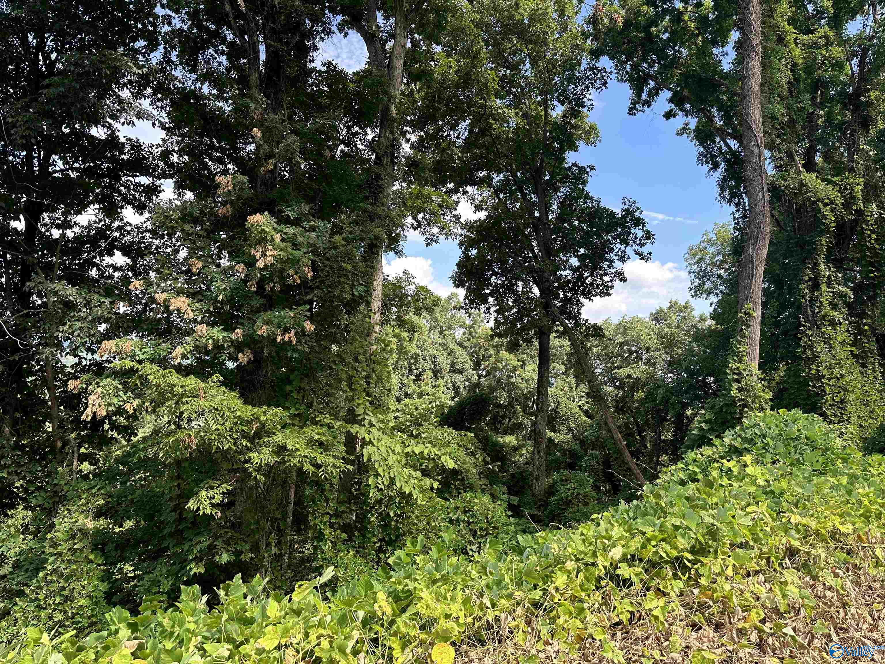 21 +/- acres Alabama Highway 117