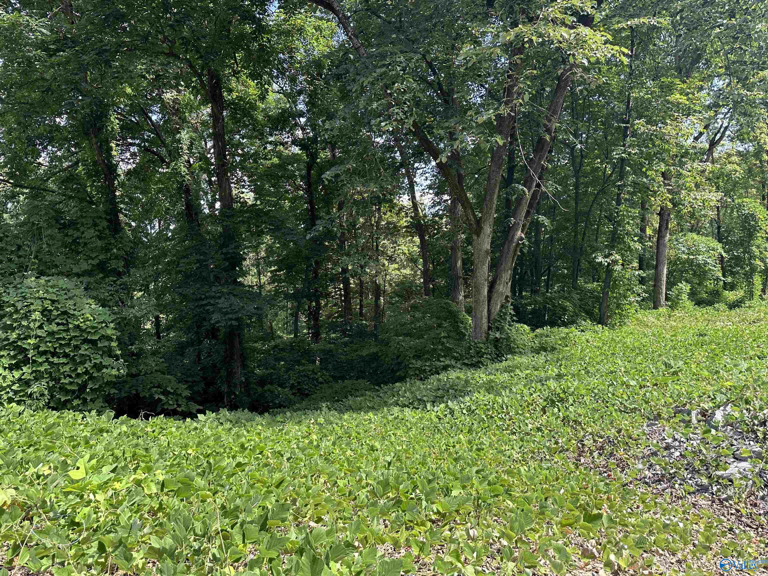 21 +/- acres Alabama Highway 117