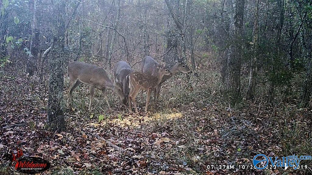 1424 County Road 115