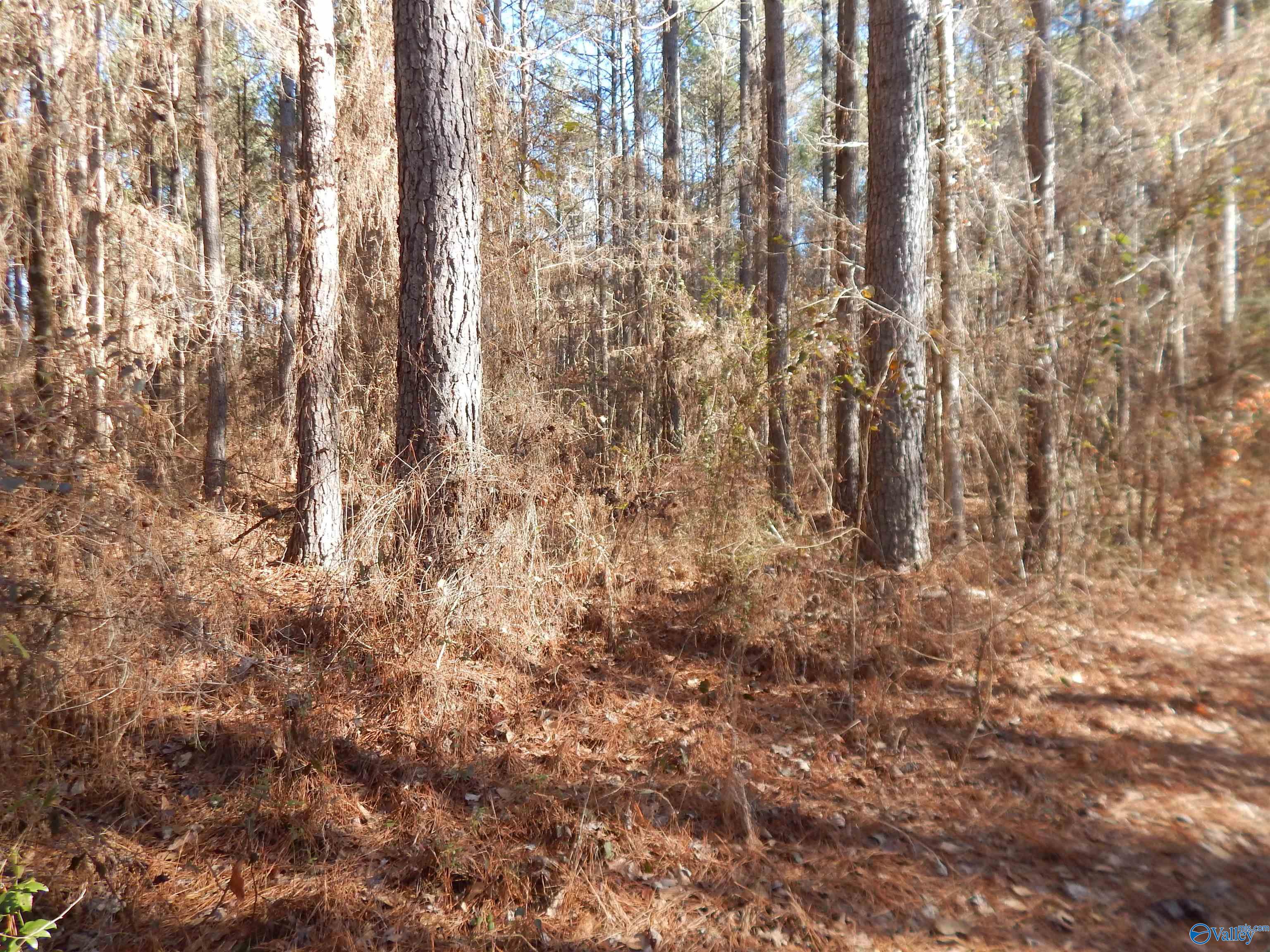 161 Acres Highway 231