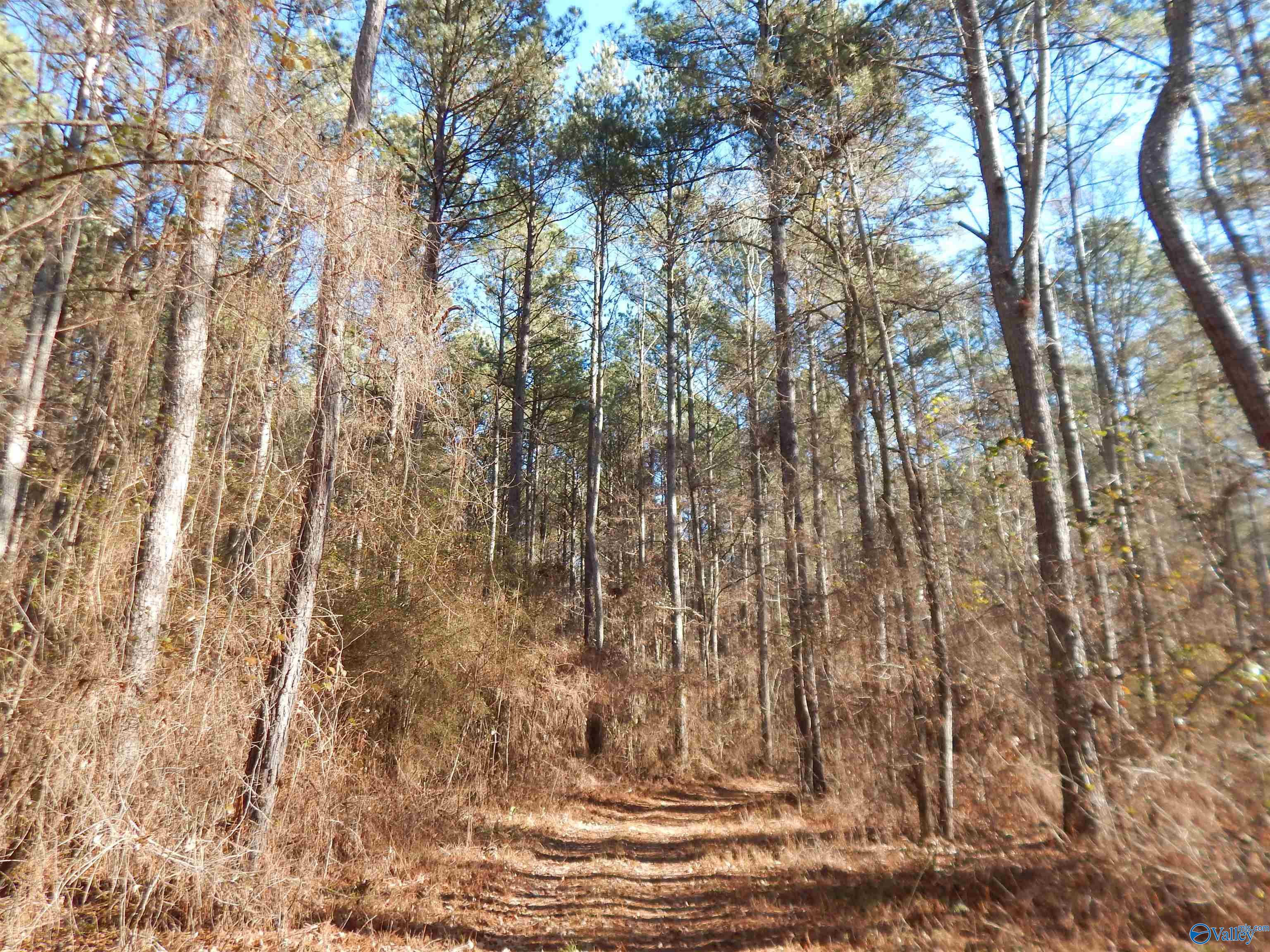 161 Acres Highway 231