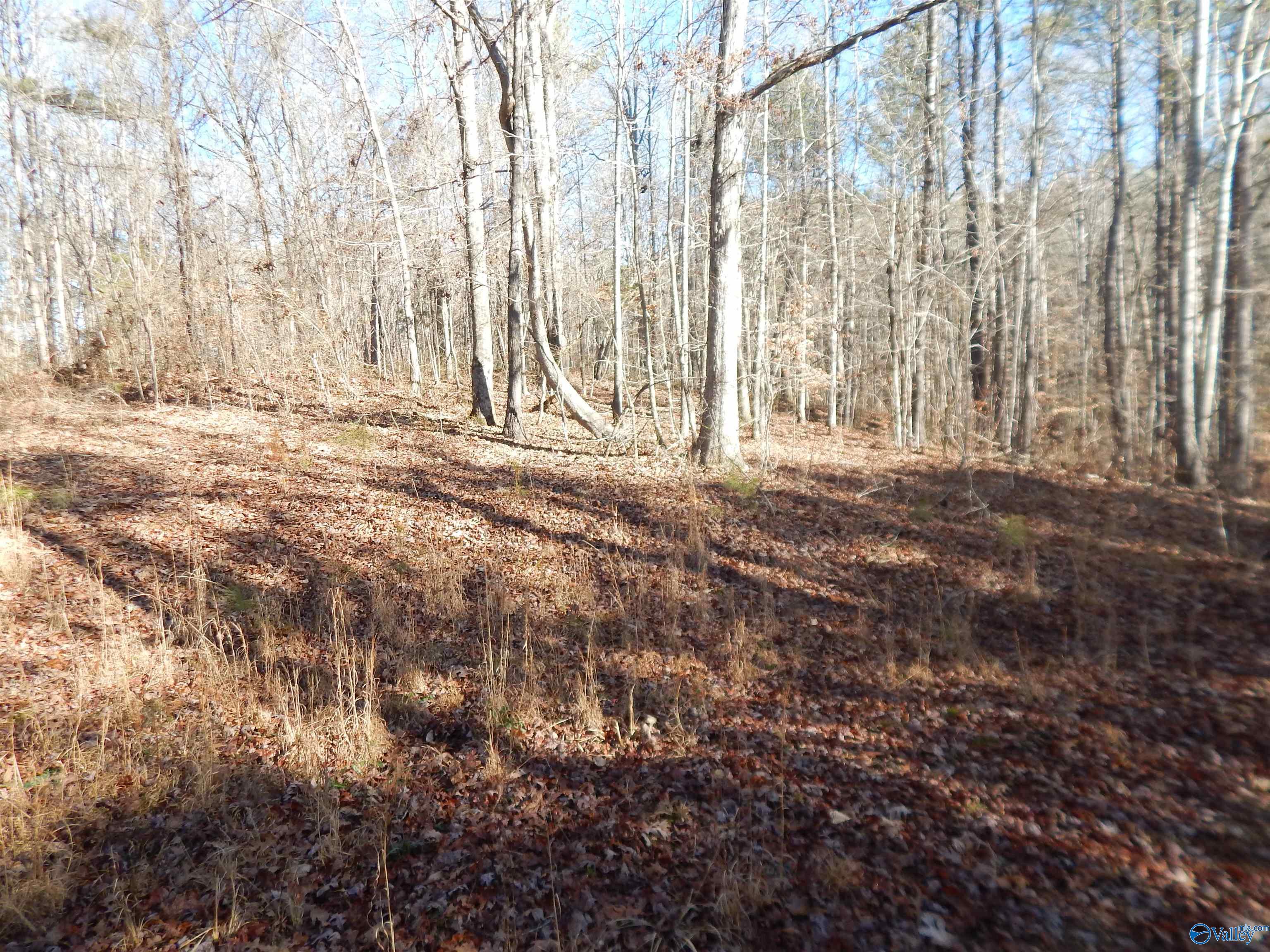 161 Acres Highway 231