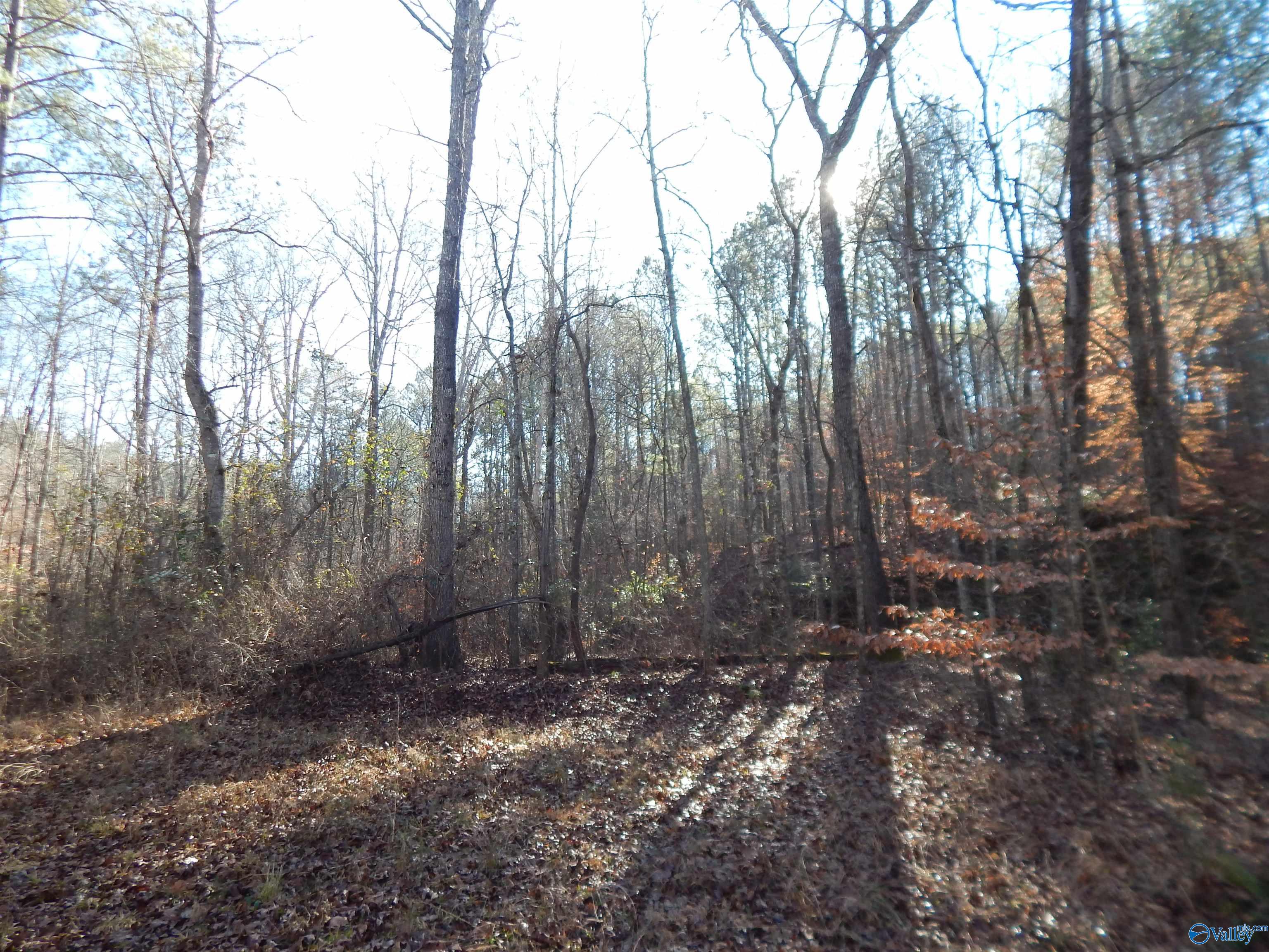 161 Acres Highway 231