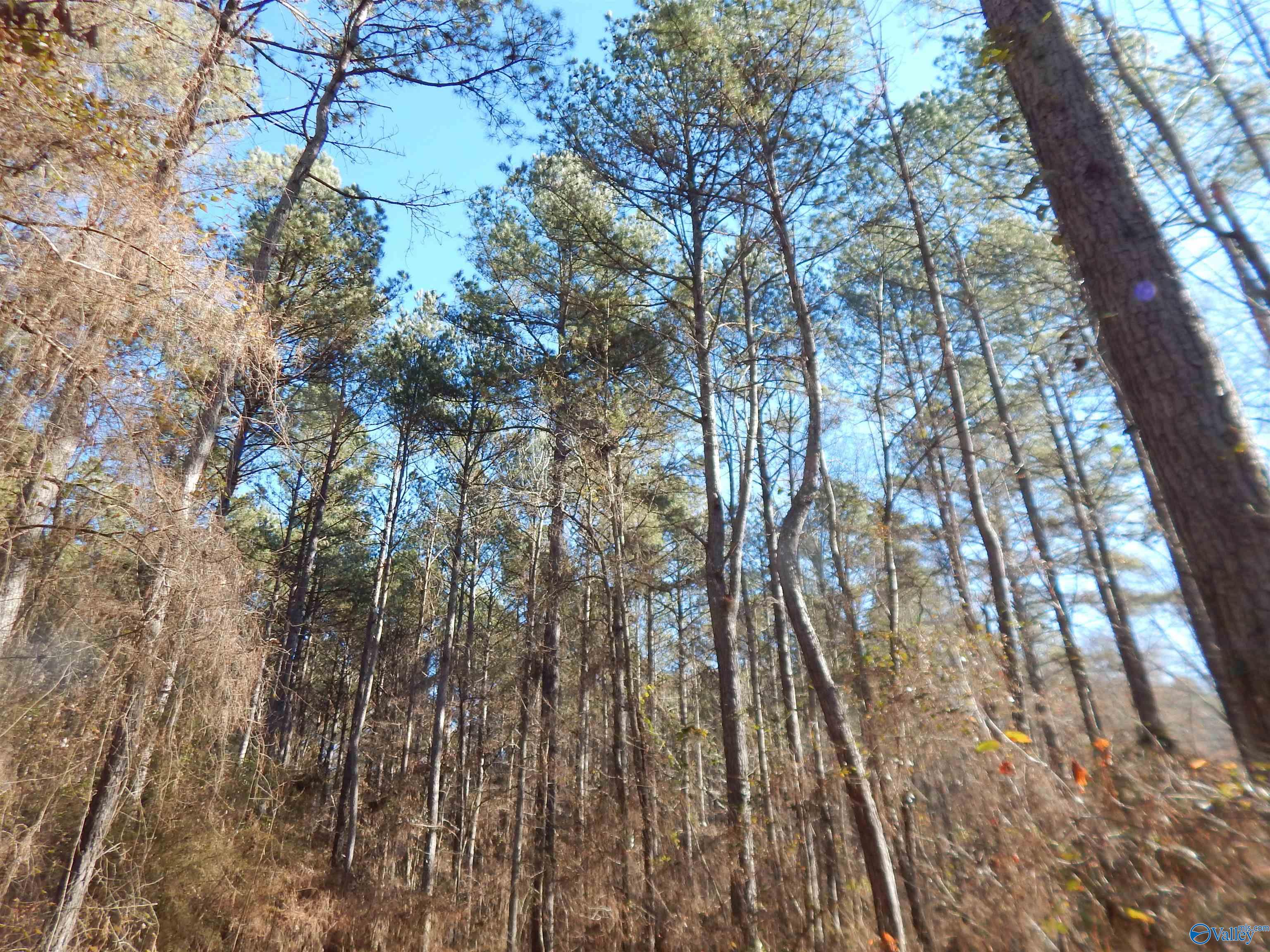 161 Acres Highway 231