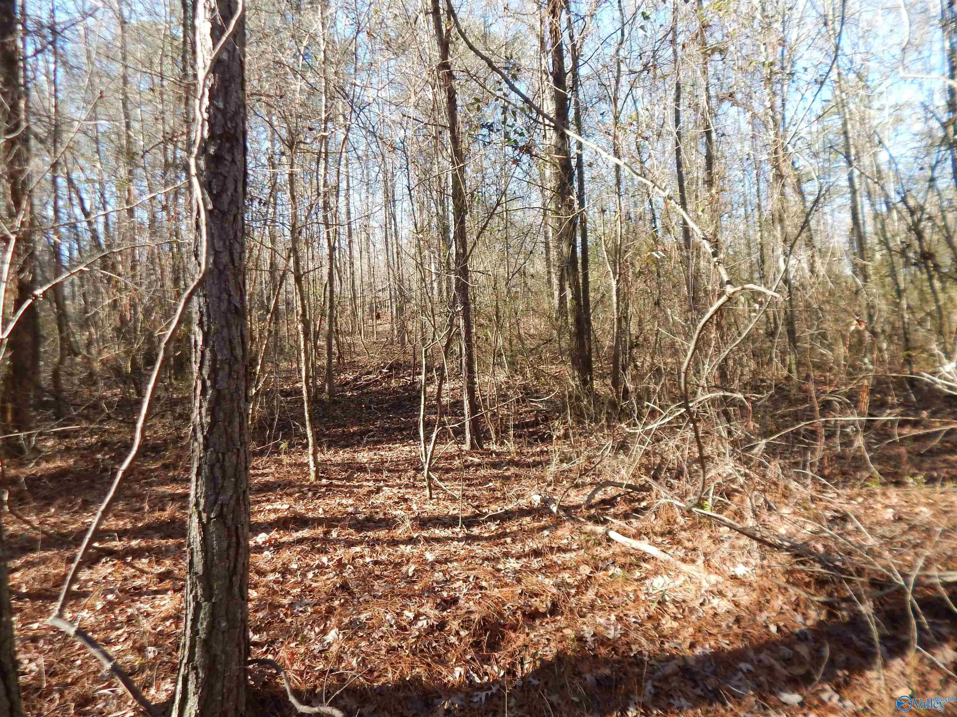 161 Acres Highway 231