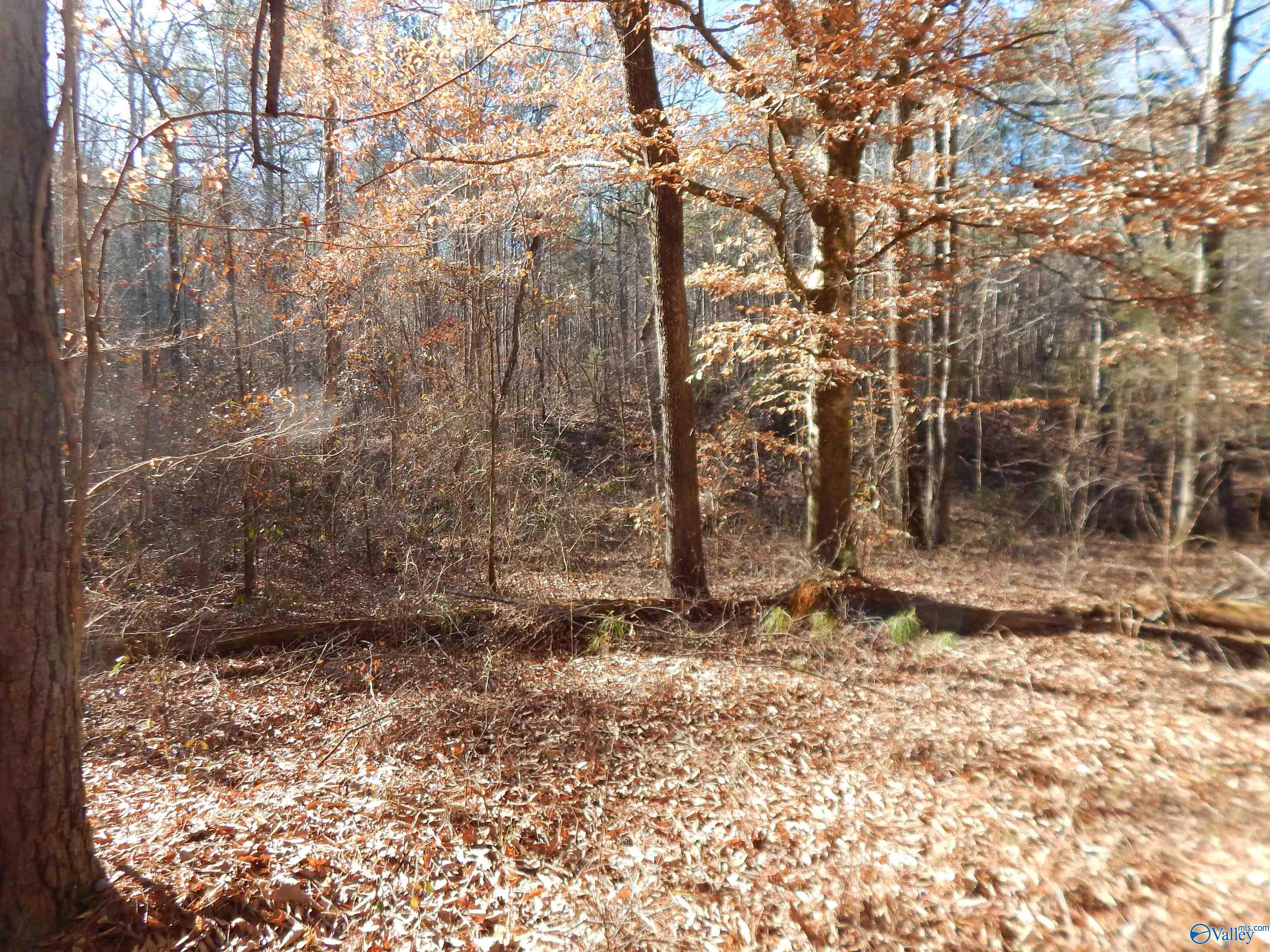 161 Acres Highway 231