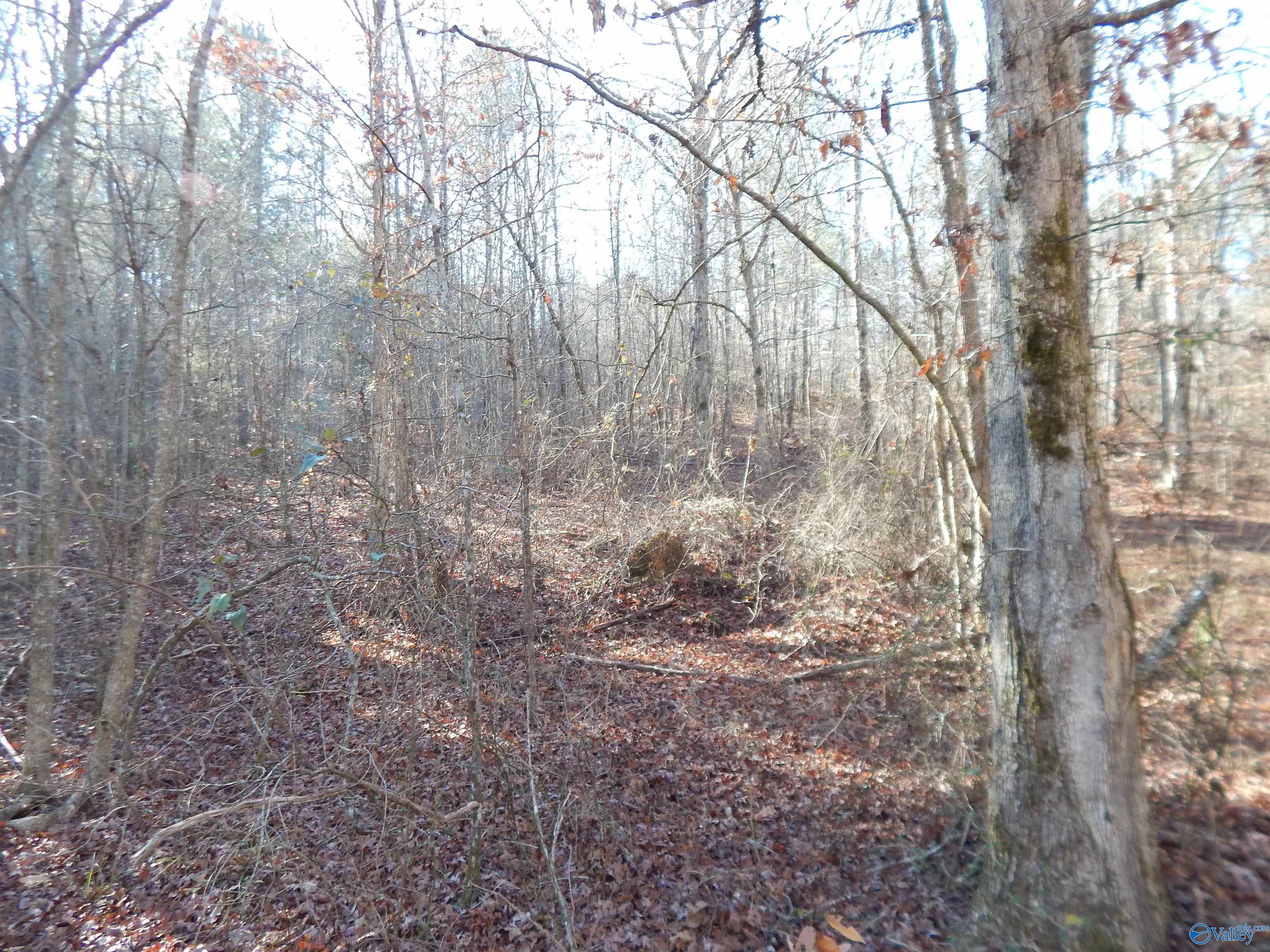 161 Acres Highway 231