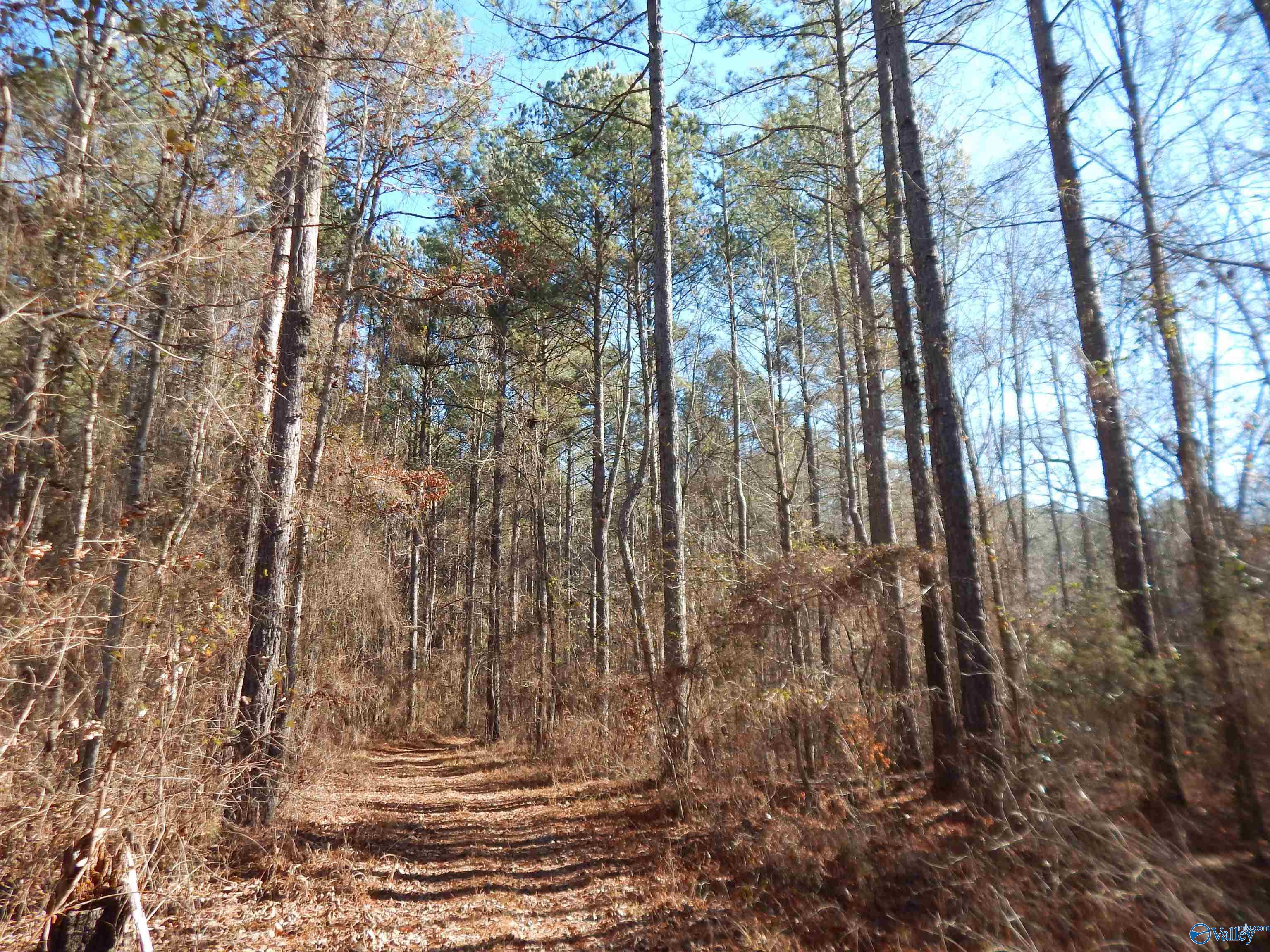 161 Acres Highway 231