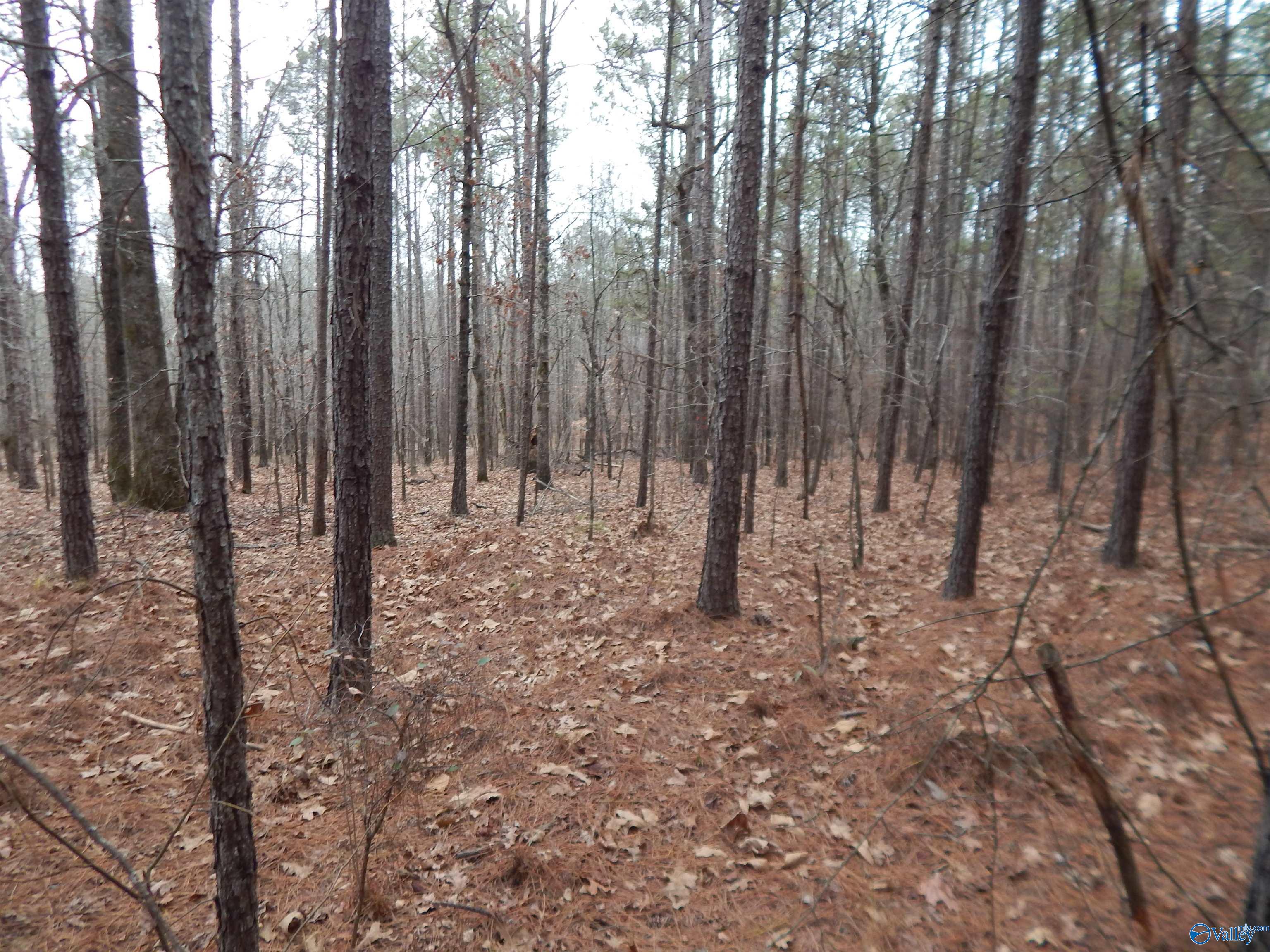 67 acres US Highway 280