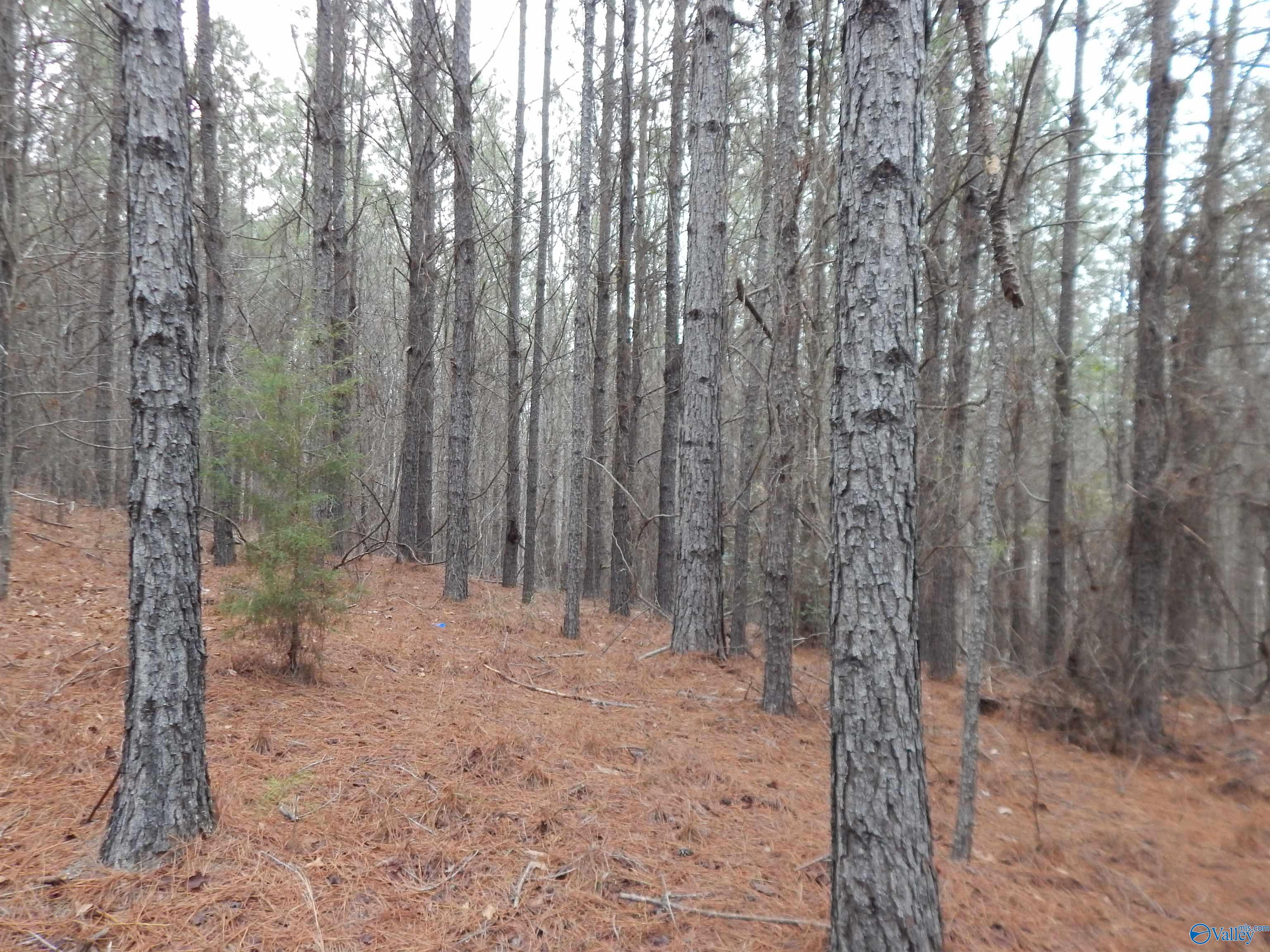 67 acres US Highway 280