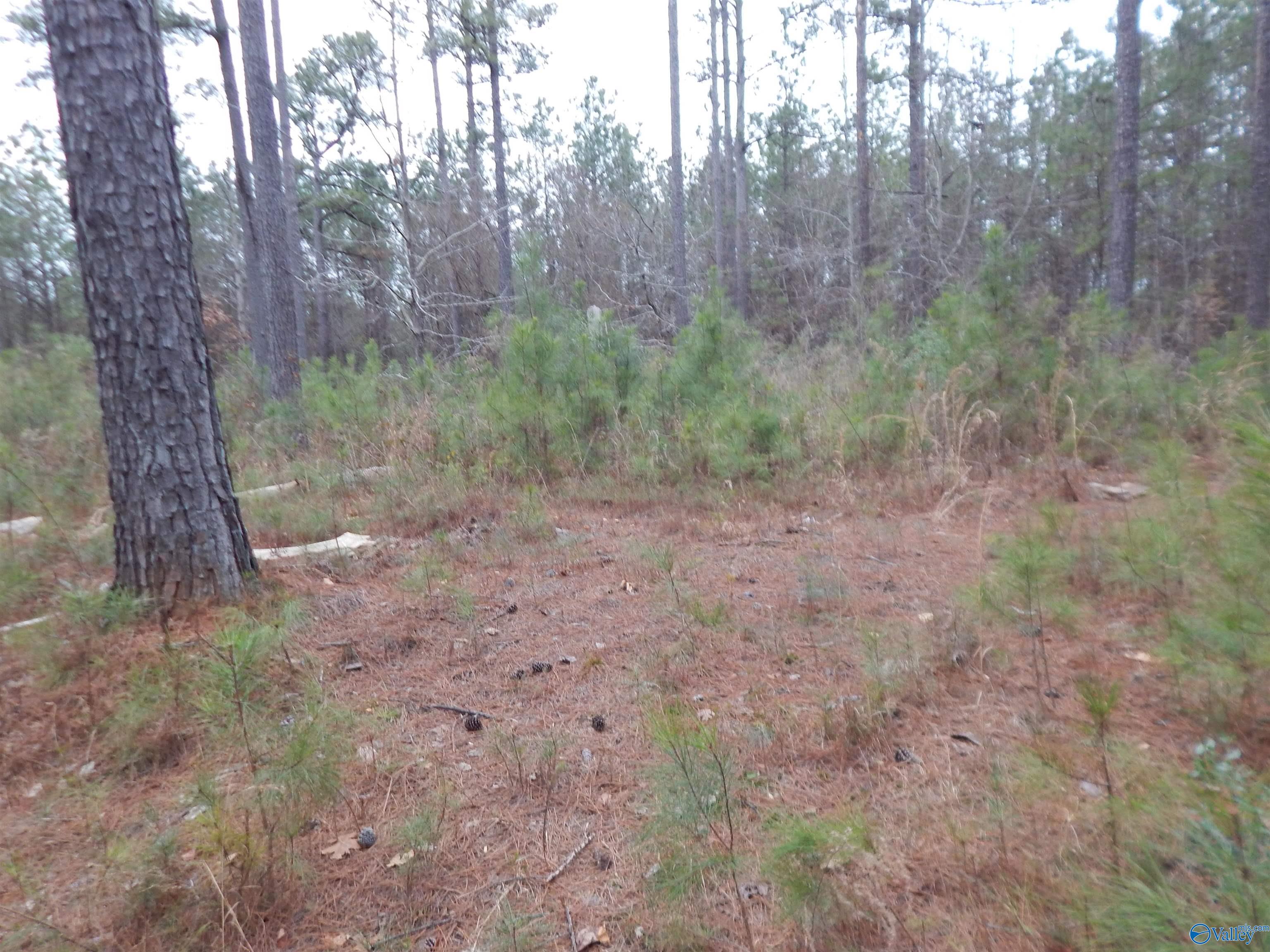 67 acres US Highway 280