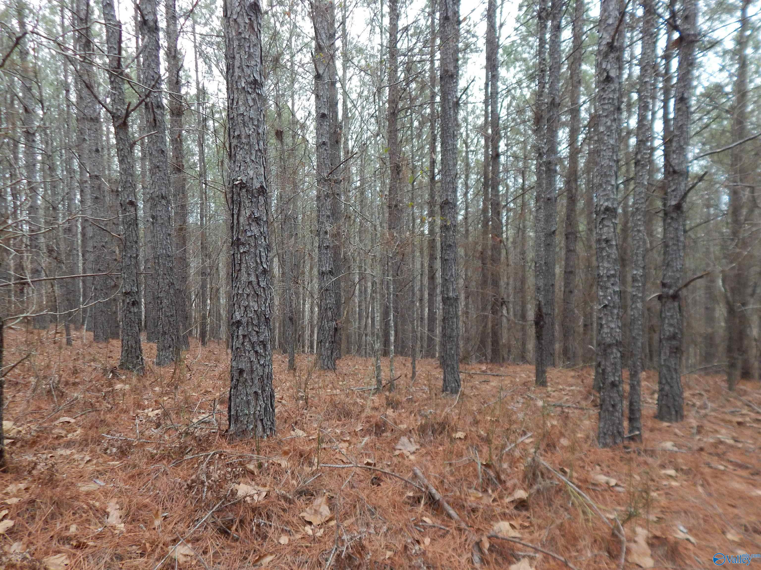 67 acres US Highway 280