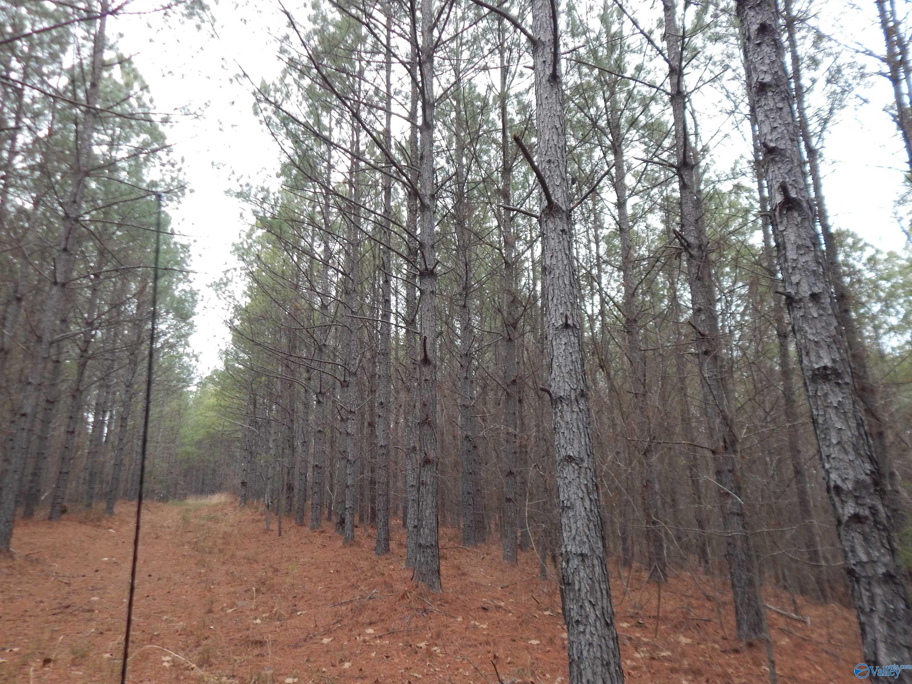 67 acres US Highway 280