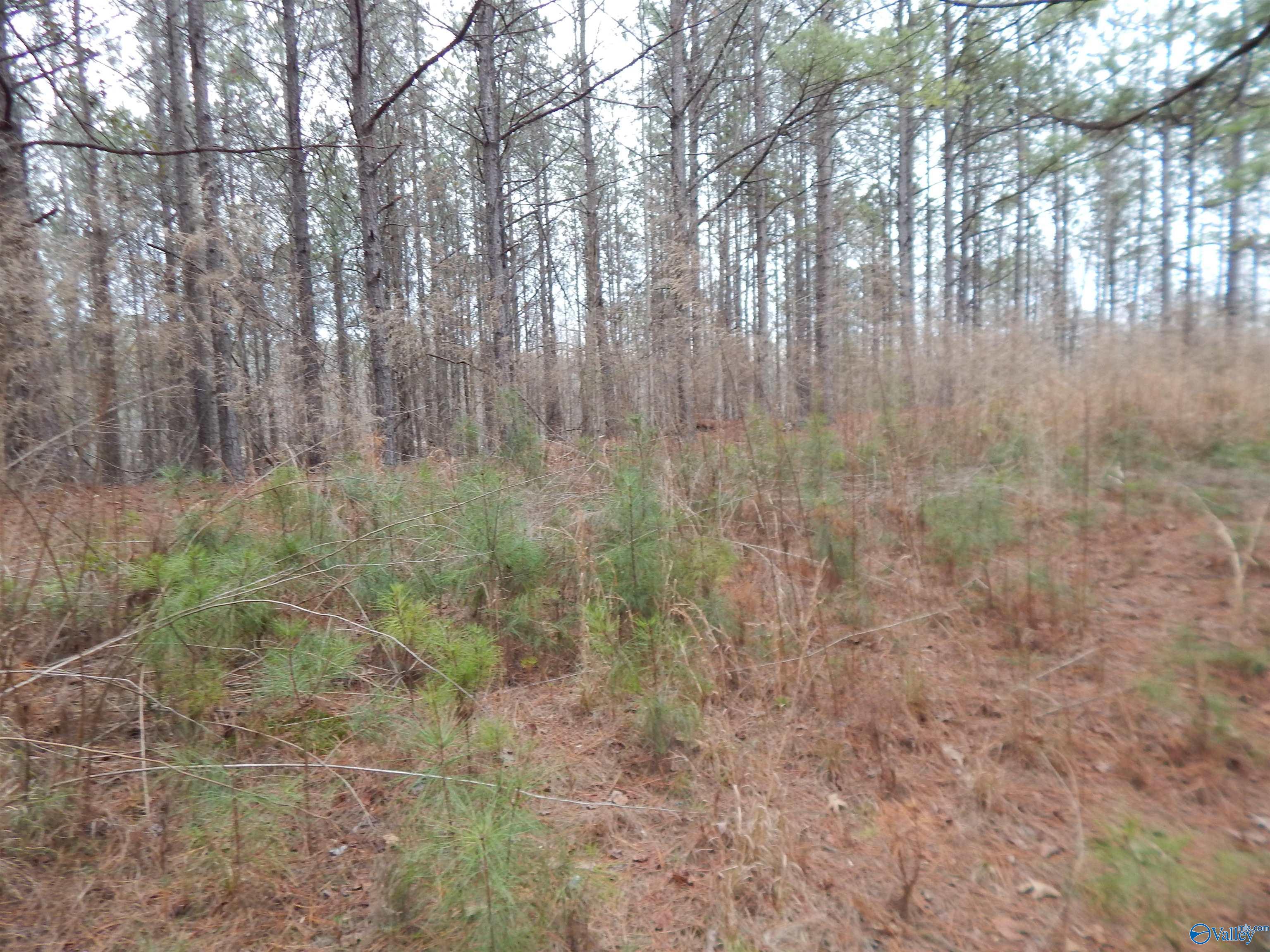 67 acres US Highway 280