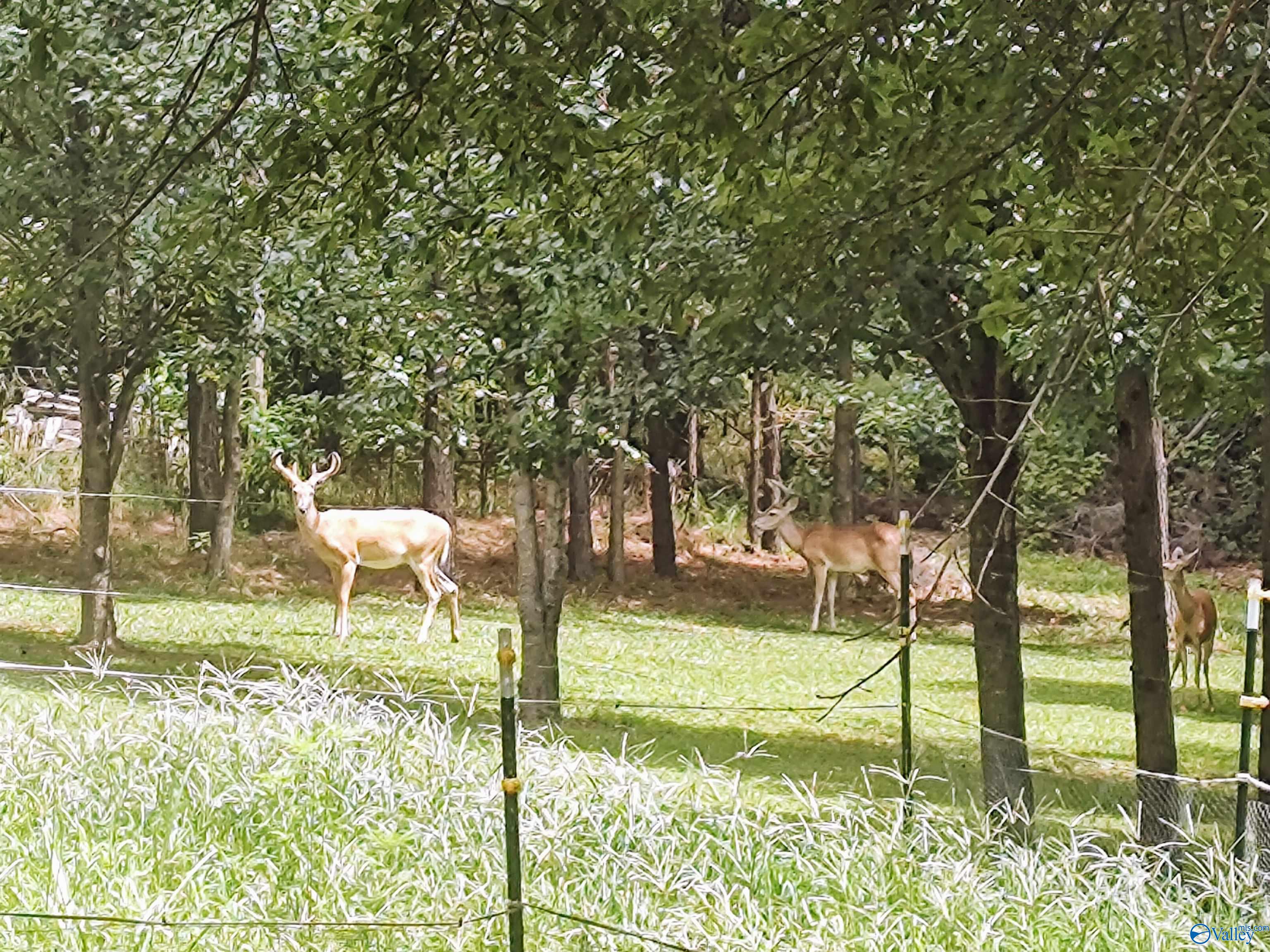 1295 County Road 52