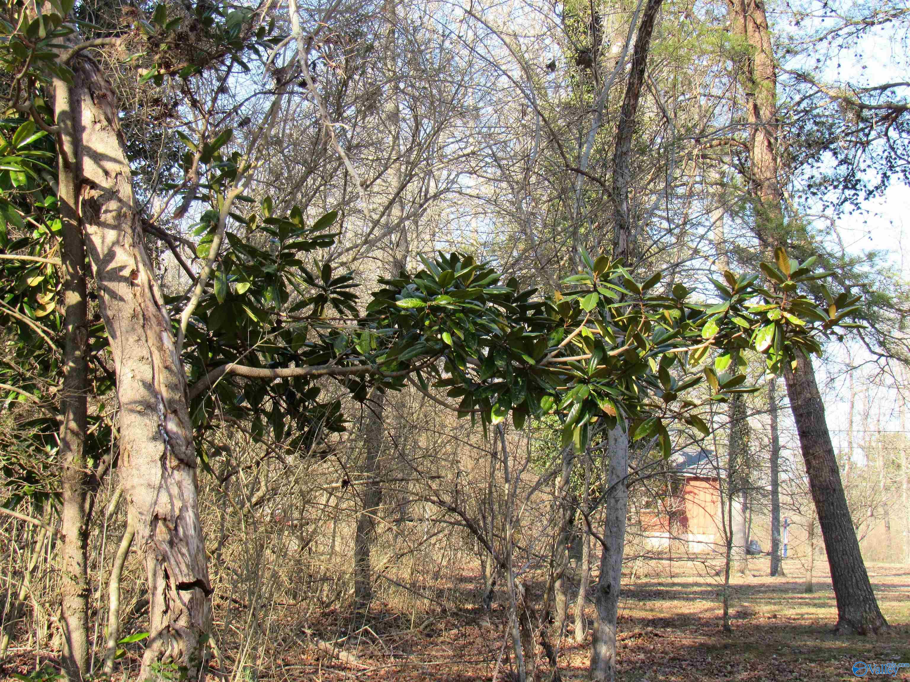 Lot 4 Alabama Highway 117