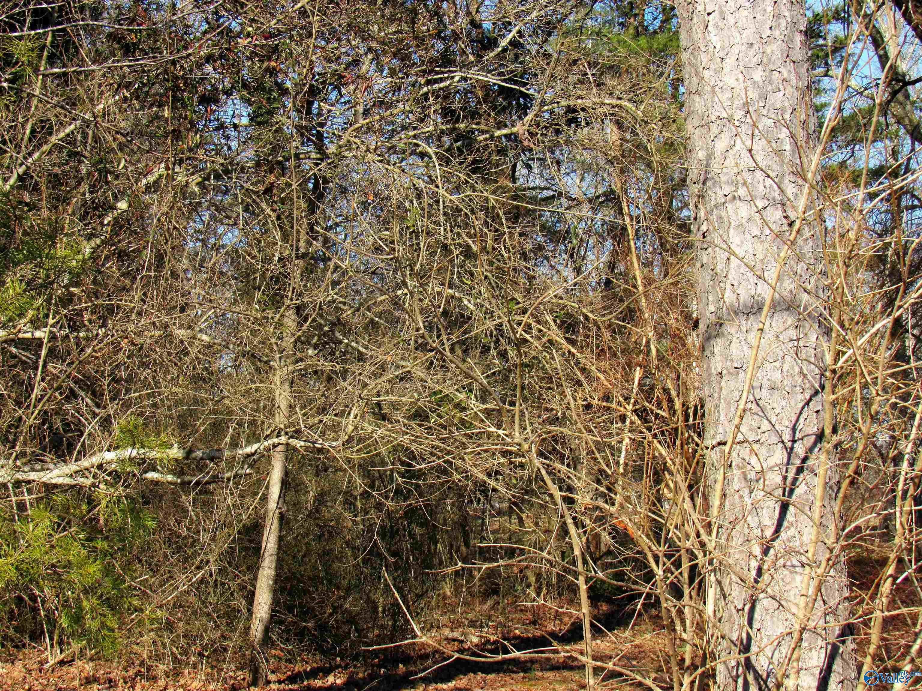 Lot 4 Alabama Highway 117