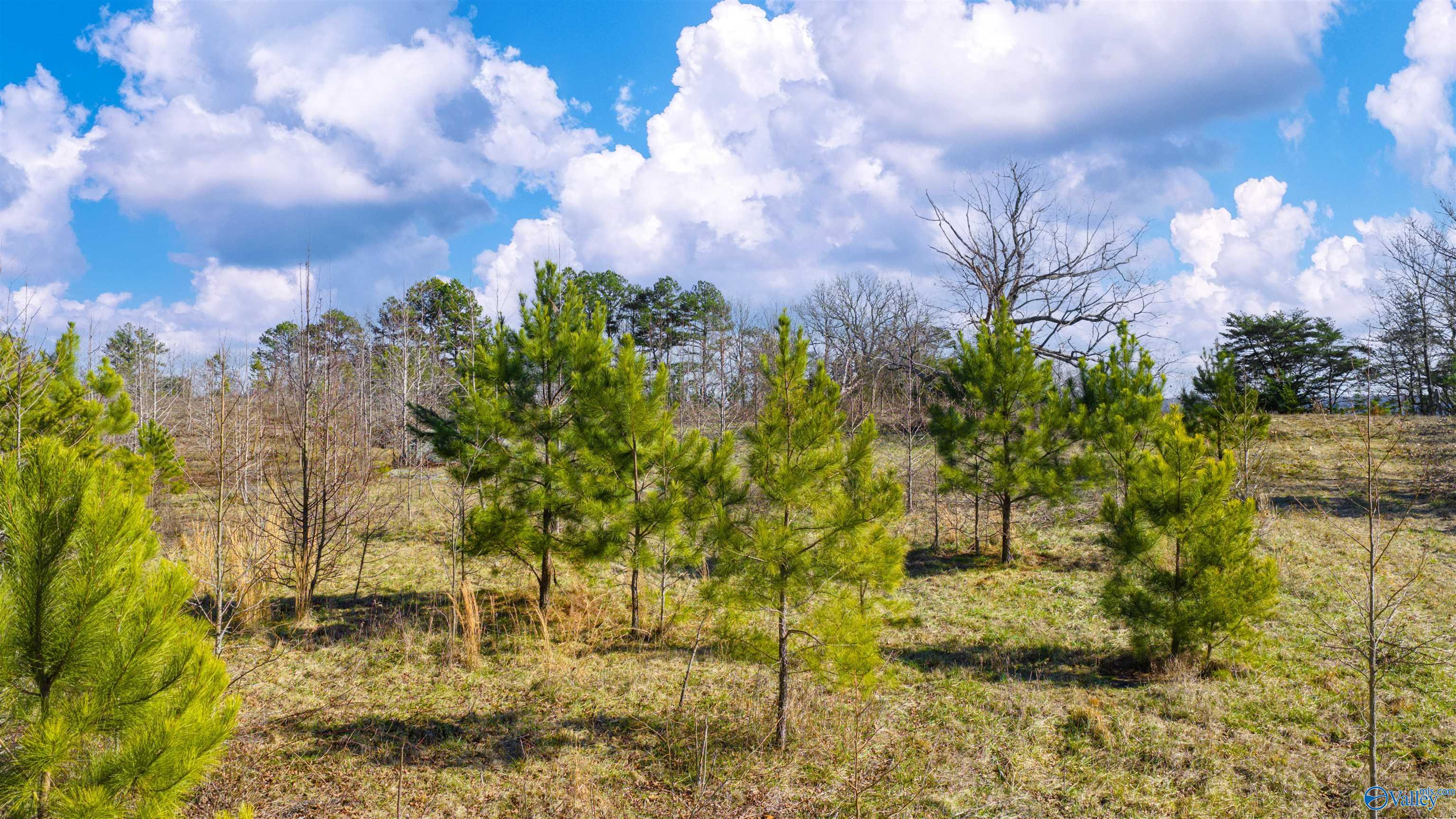 Lot 1 County Road 730