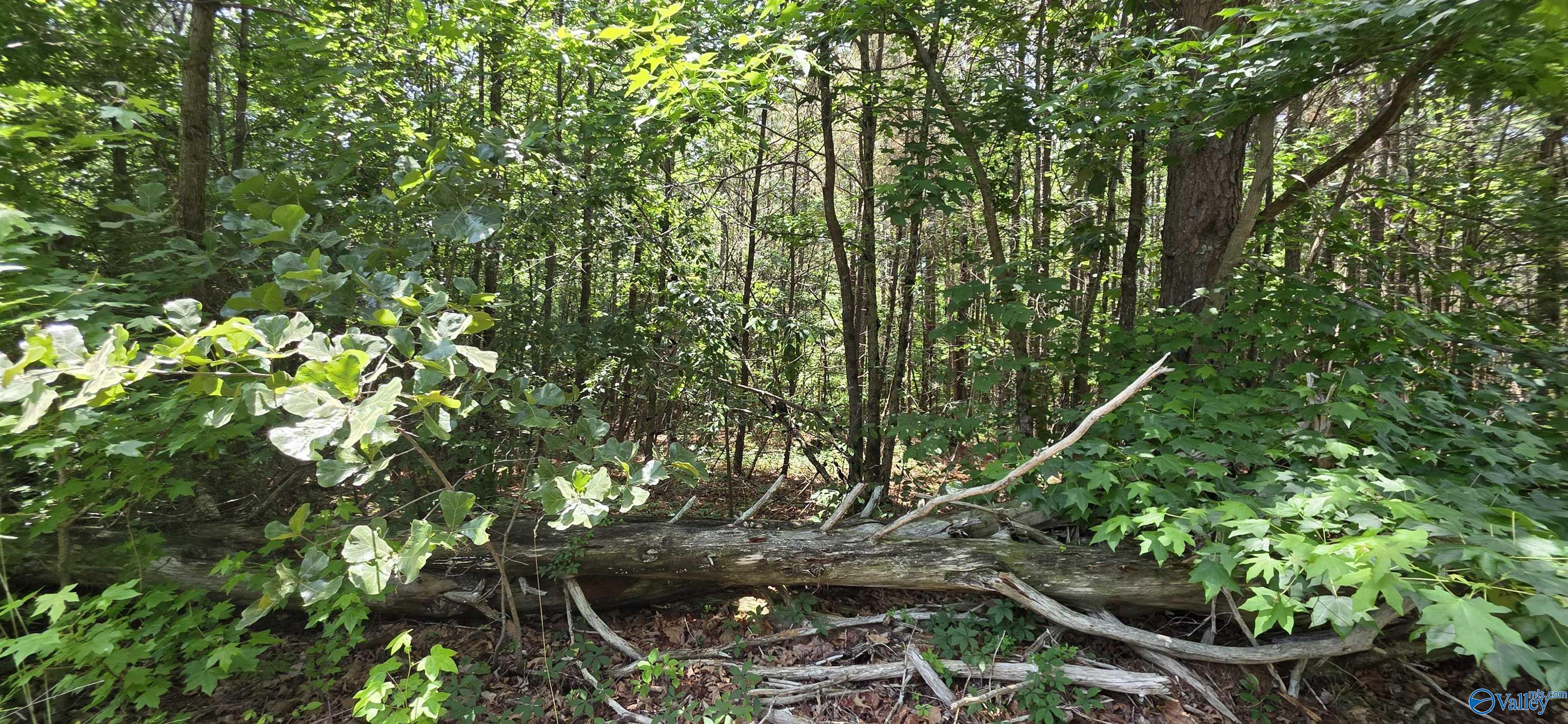 4.55ac County Road 730
